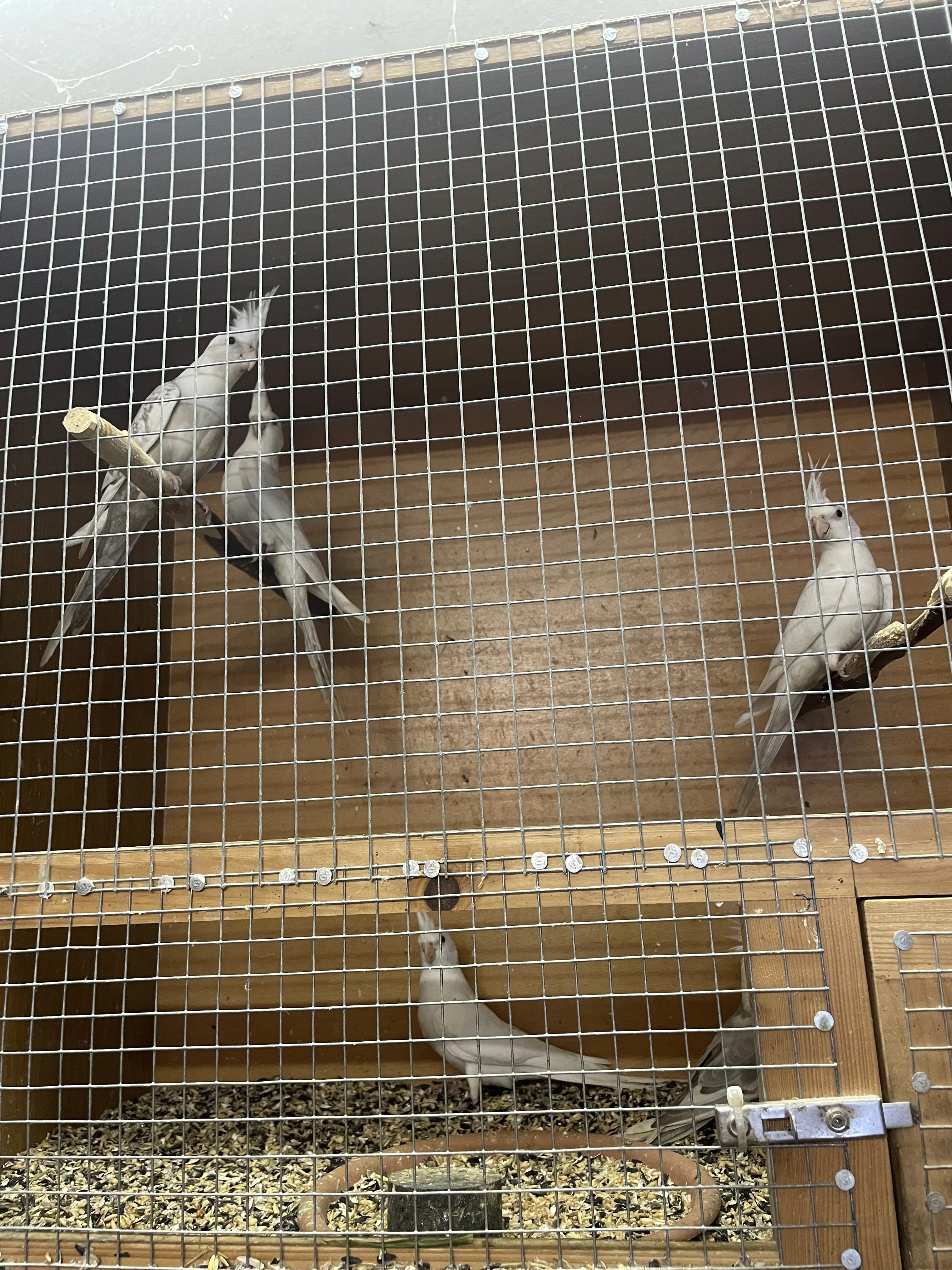 Letošní korely albino