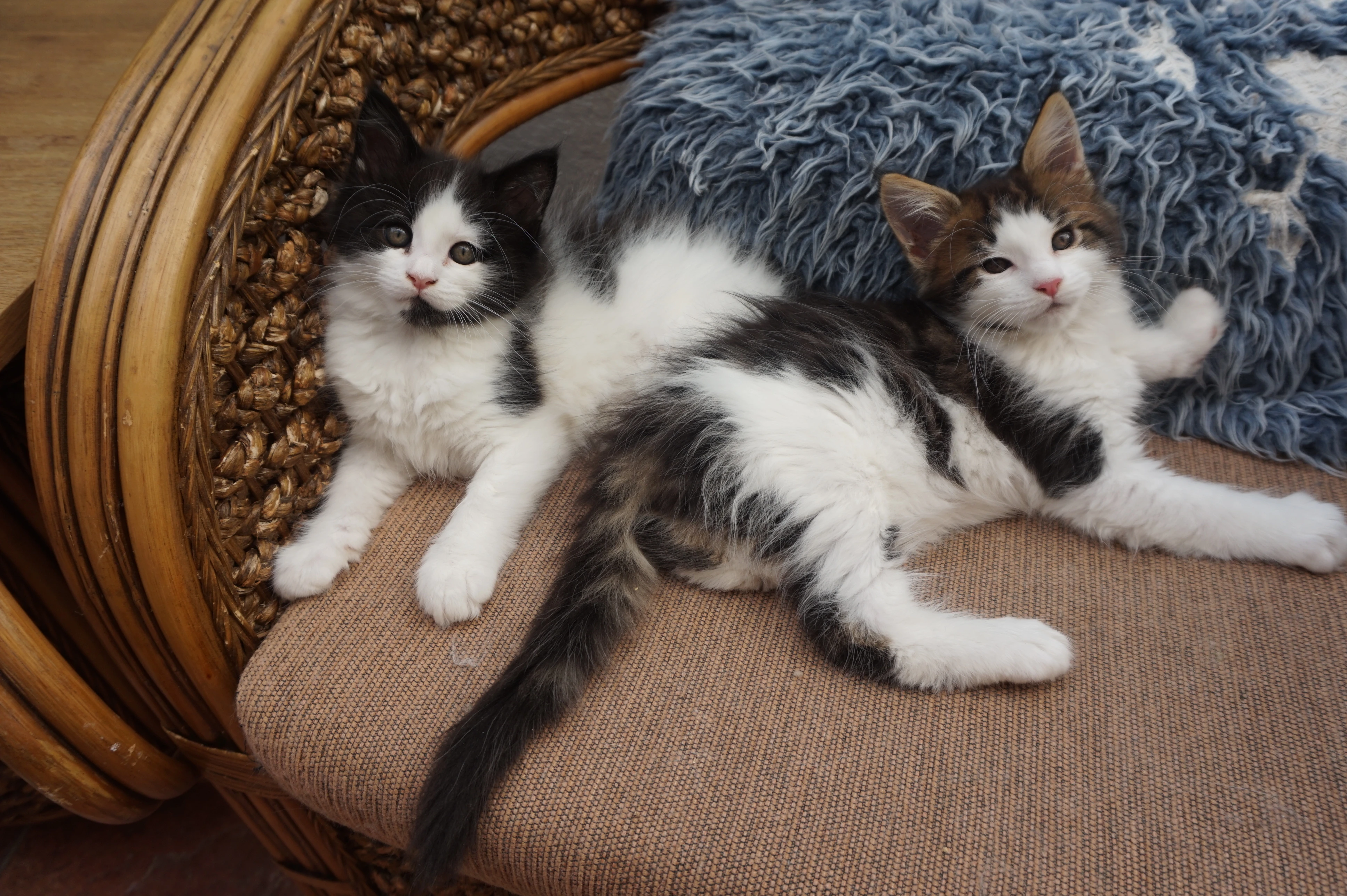 Dvě mainské mývalí kočičky s PP