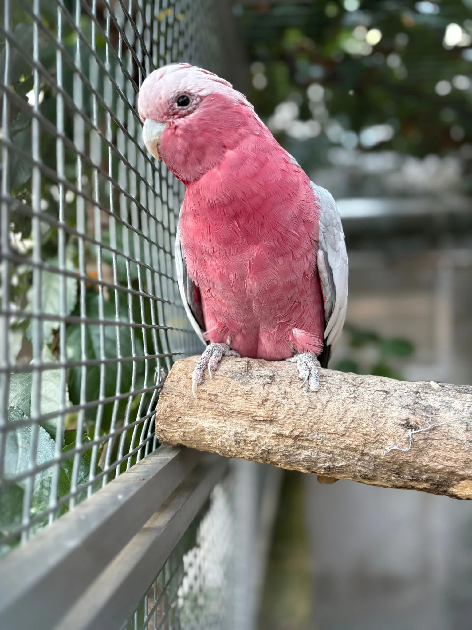 Prodám chovného samce