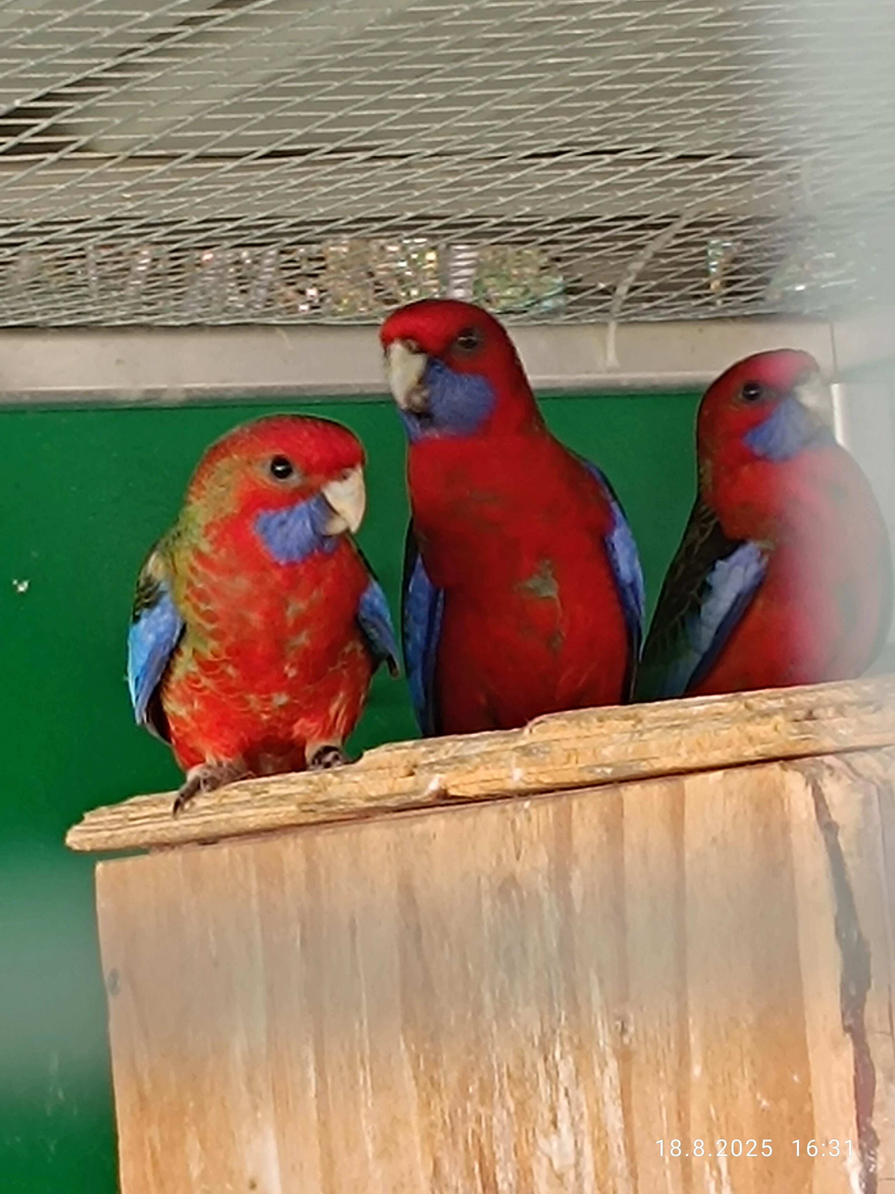 Rosela penant -přírodní