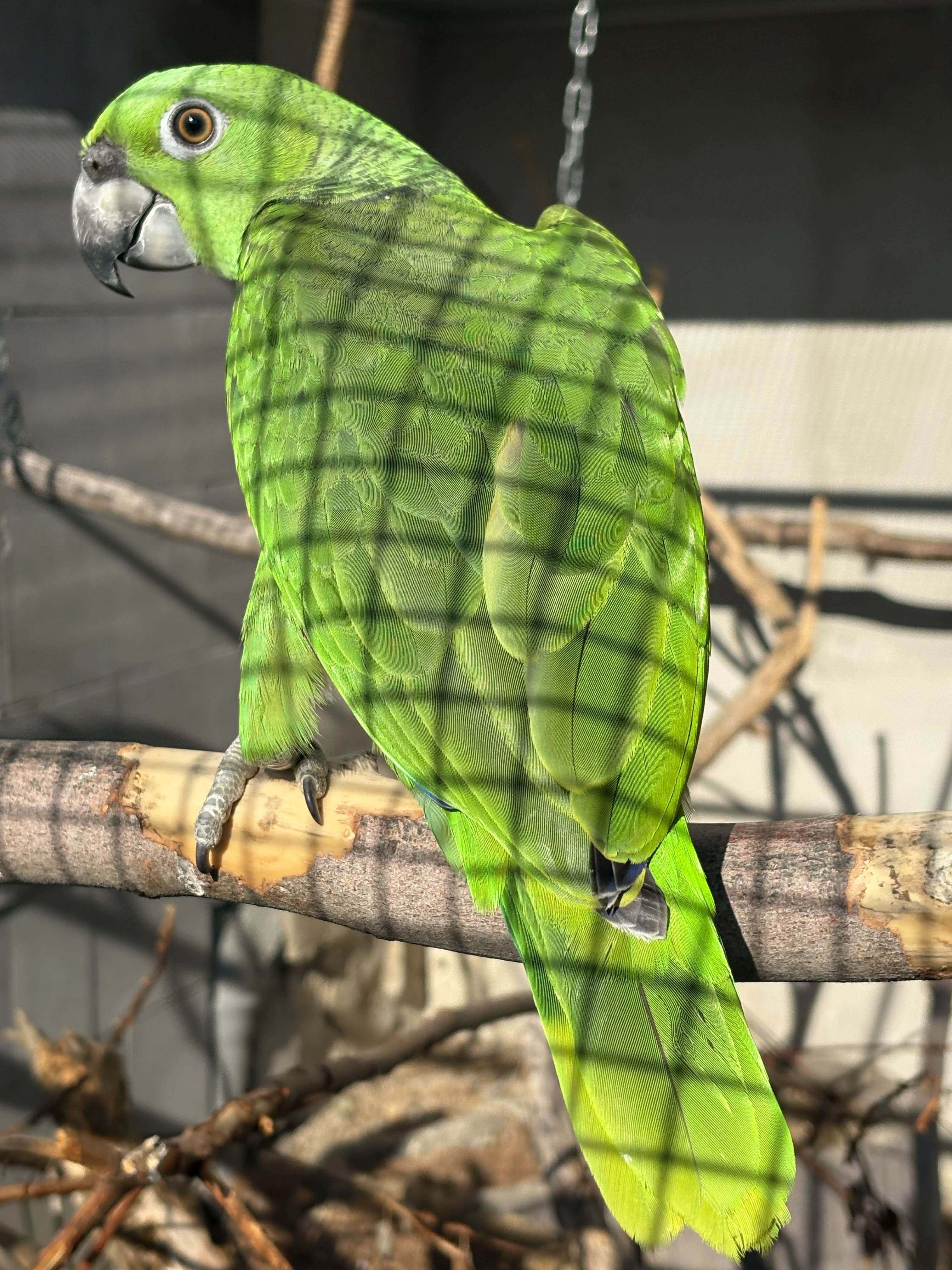 Amazoňan žlutokrký (auropalliata)