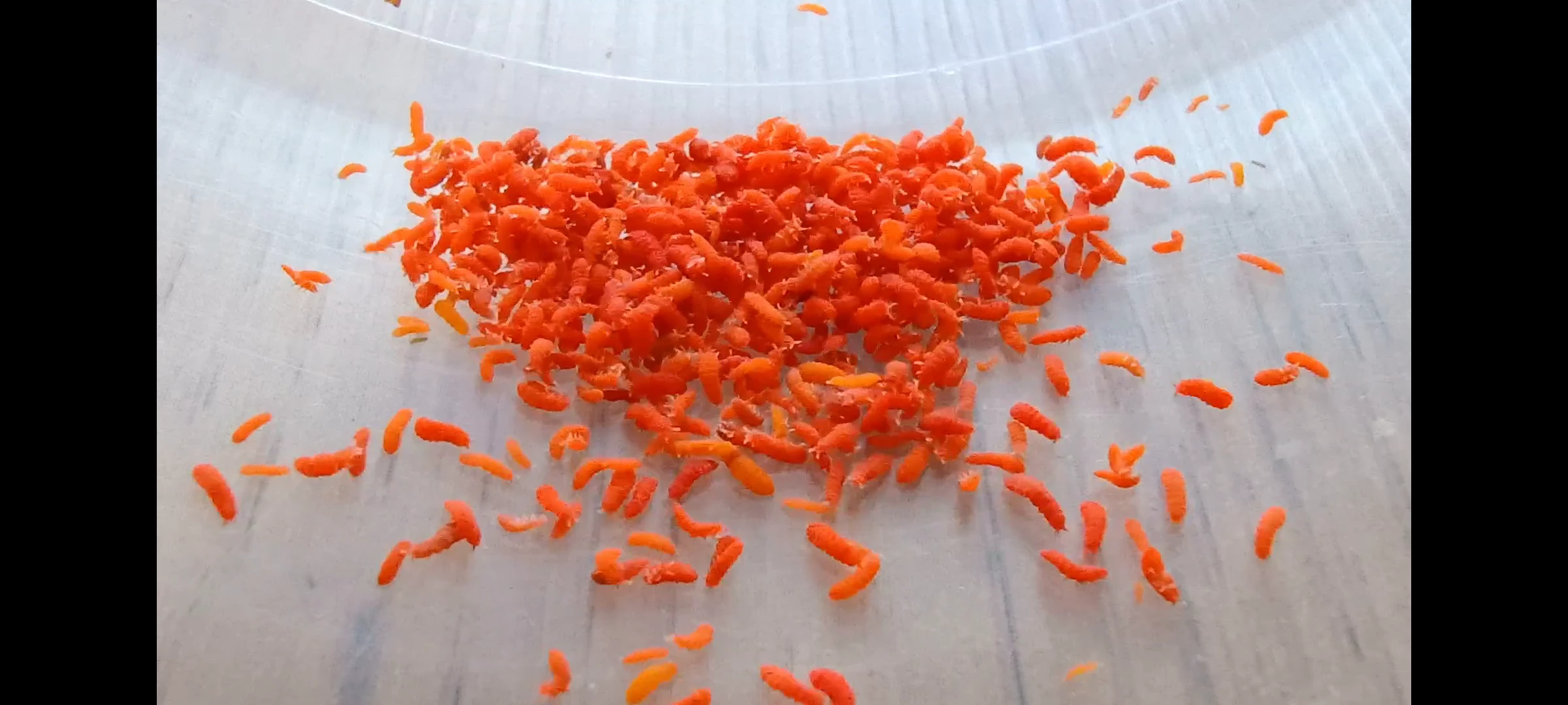 Yuukianura aphoruroides