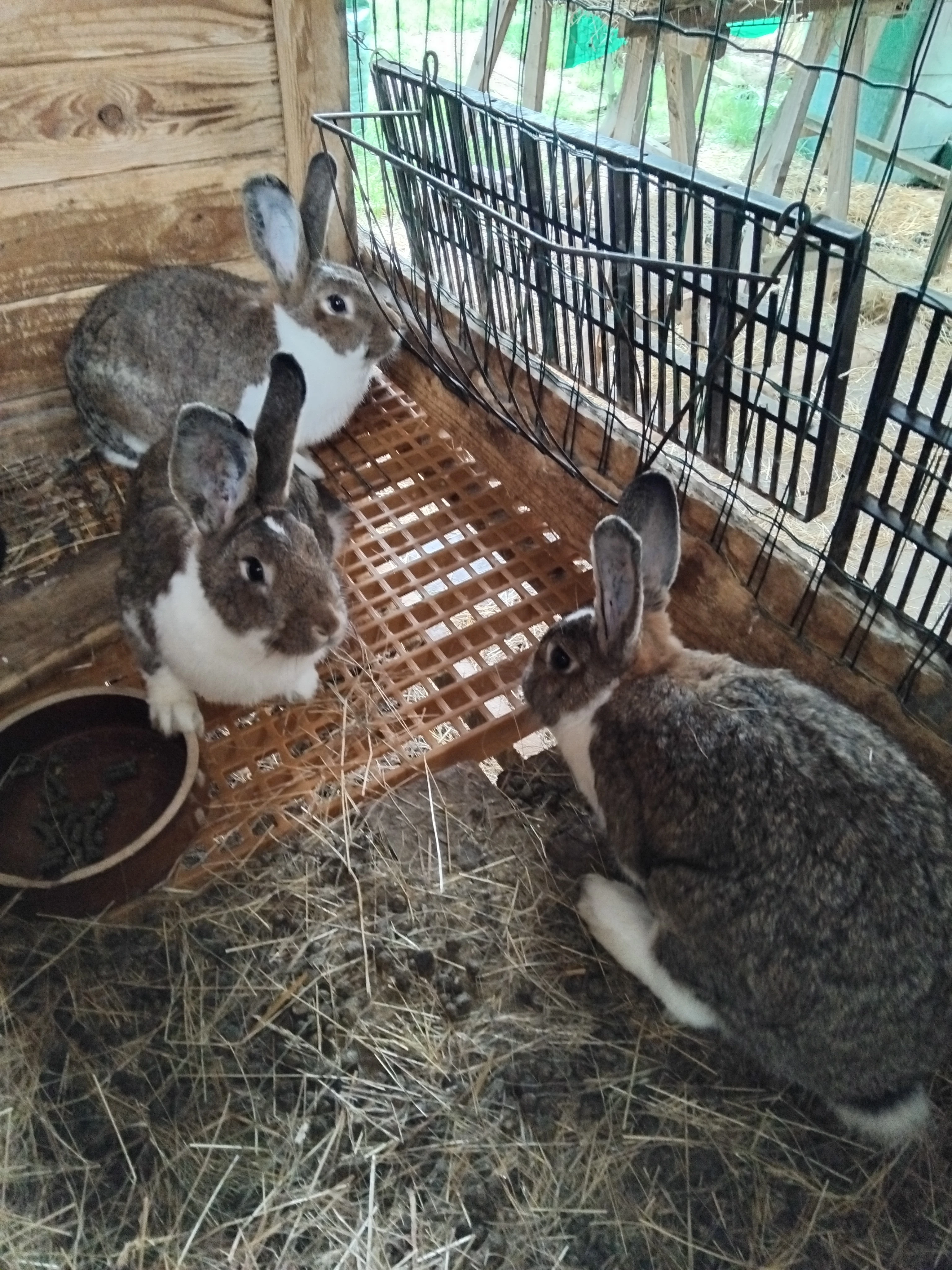 Divoce zbarvený - Meklenburský strakáč