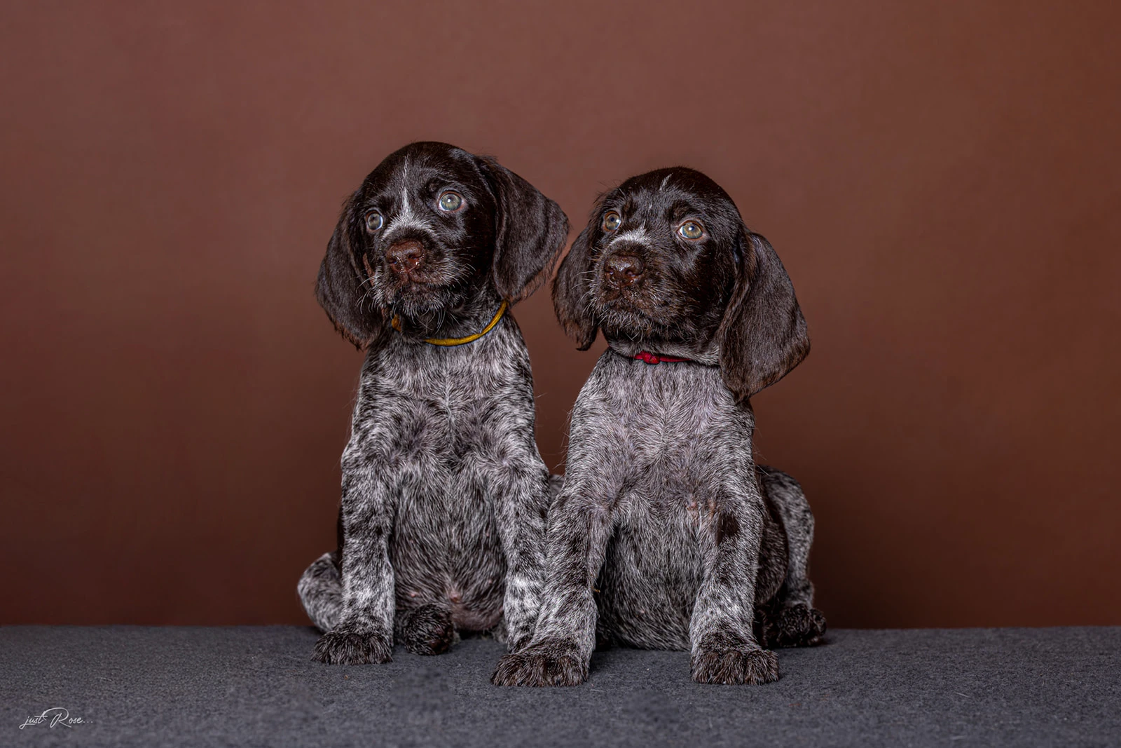 Volná štěňata ndo