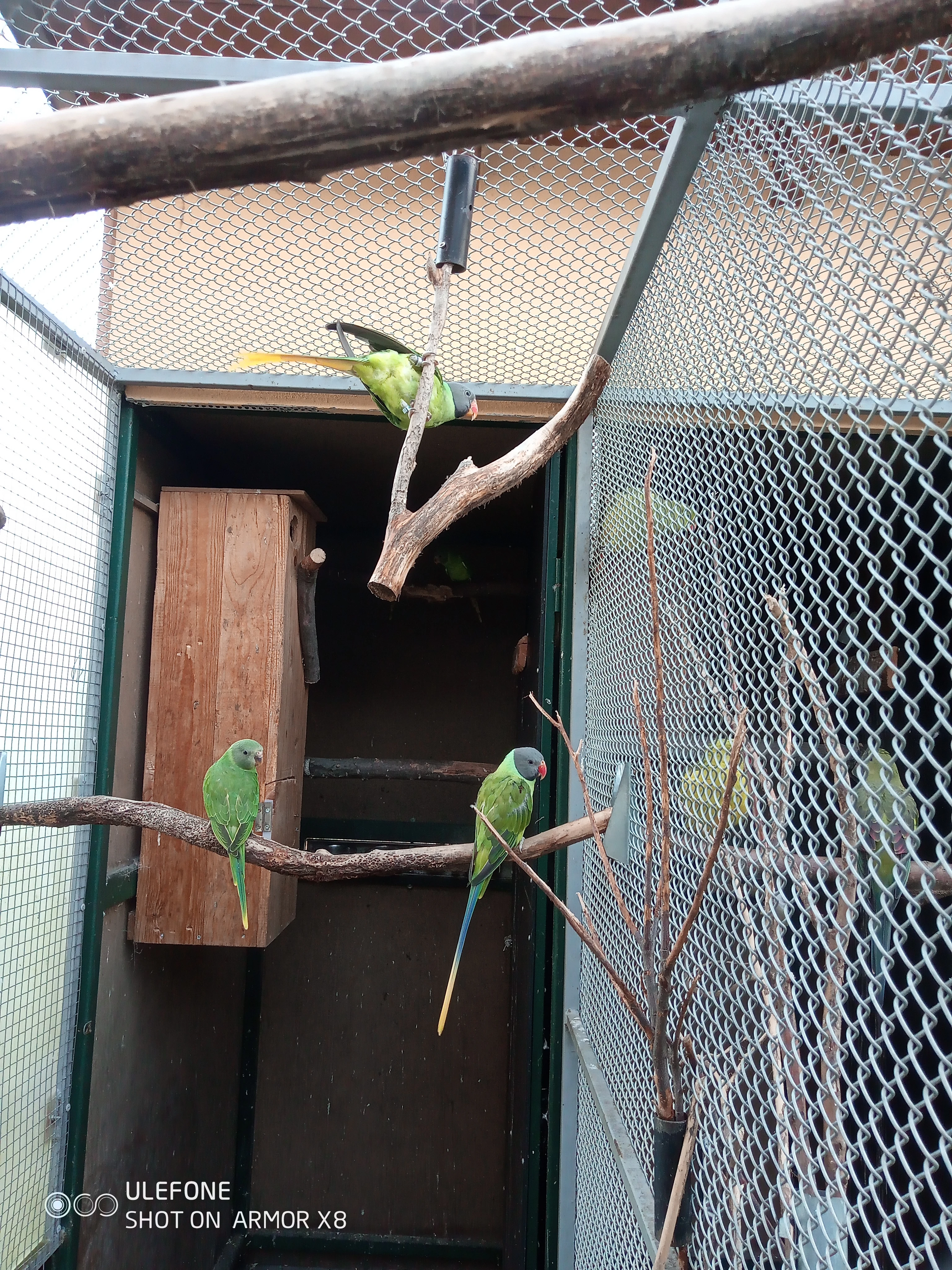 Alexandr černohlavý