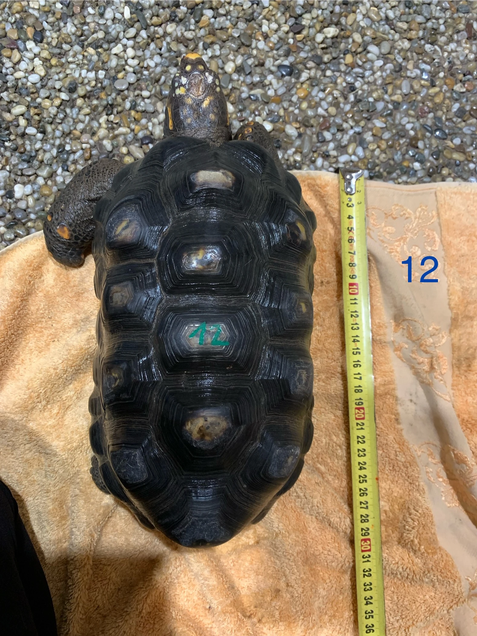 Suchozemská želva uhlířská