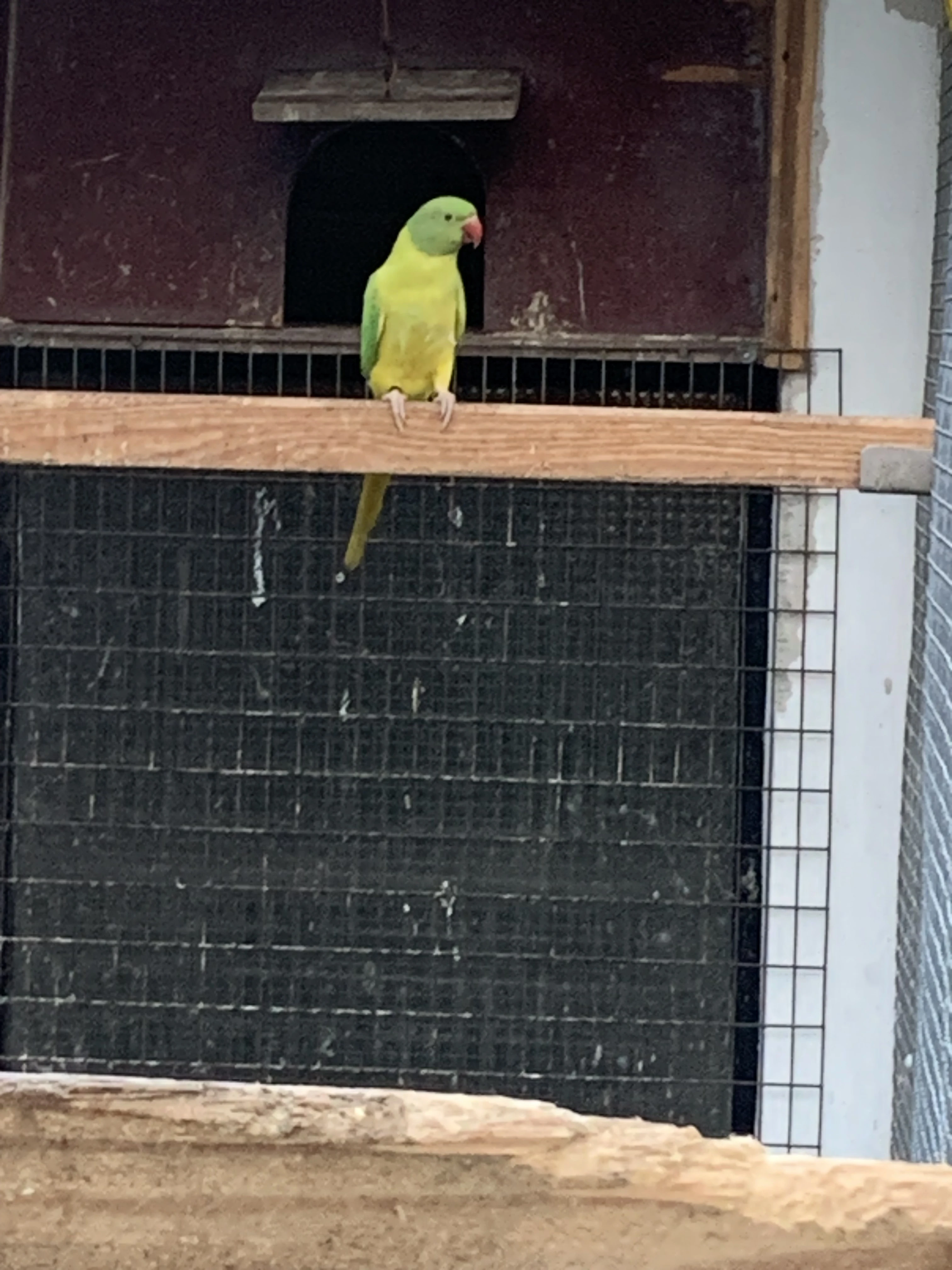 Alexandr malý opalín