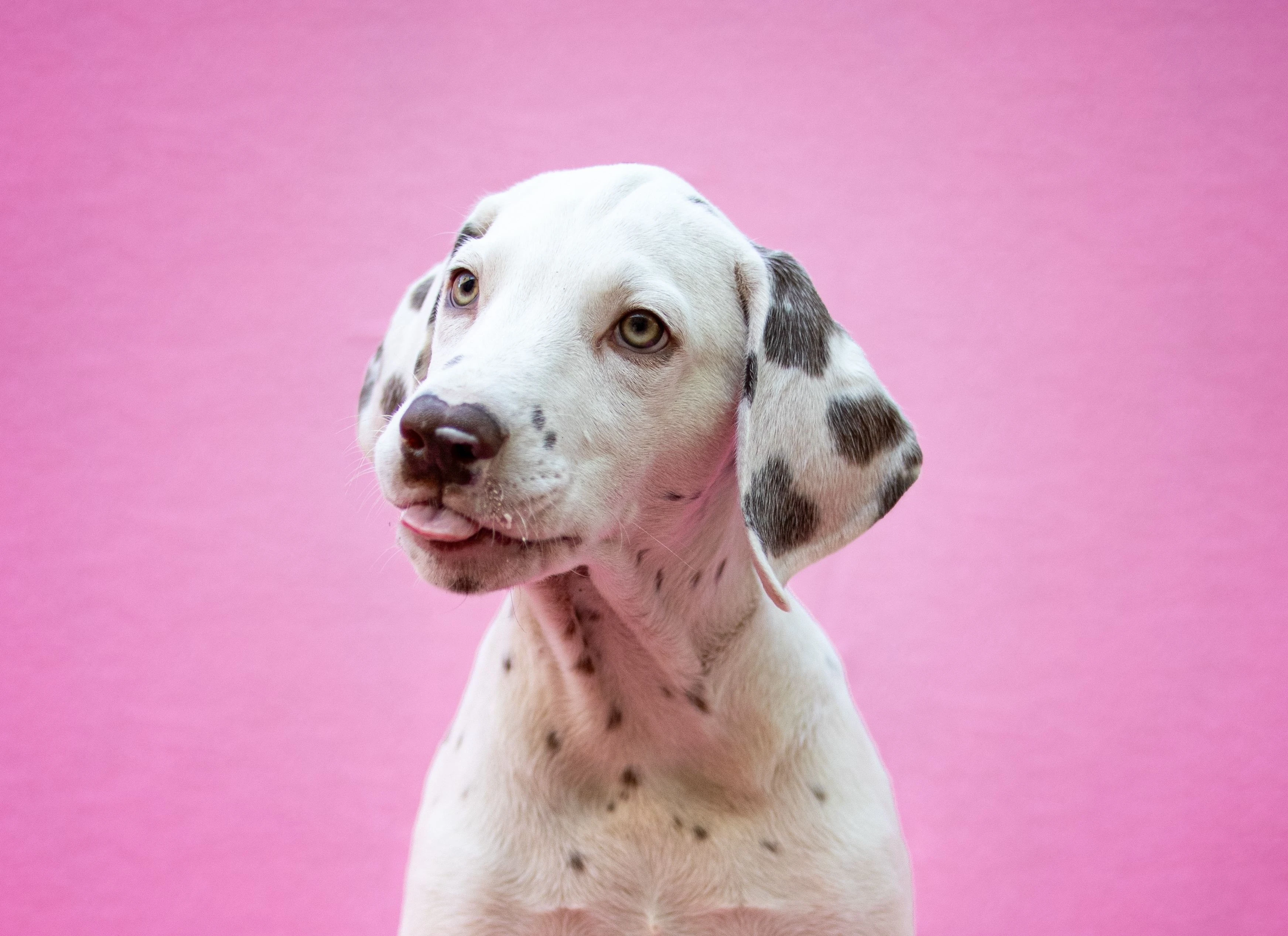 Dalmatin - štěňátko s PP FCI