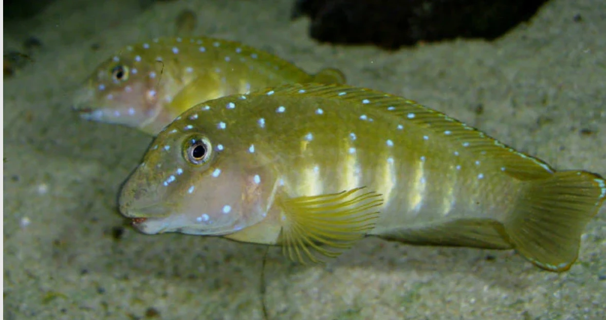 Eretmodus cyanostictus Kipili F1