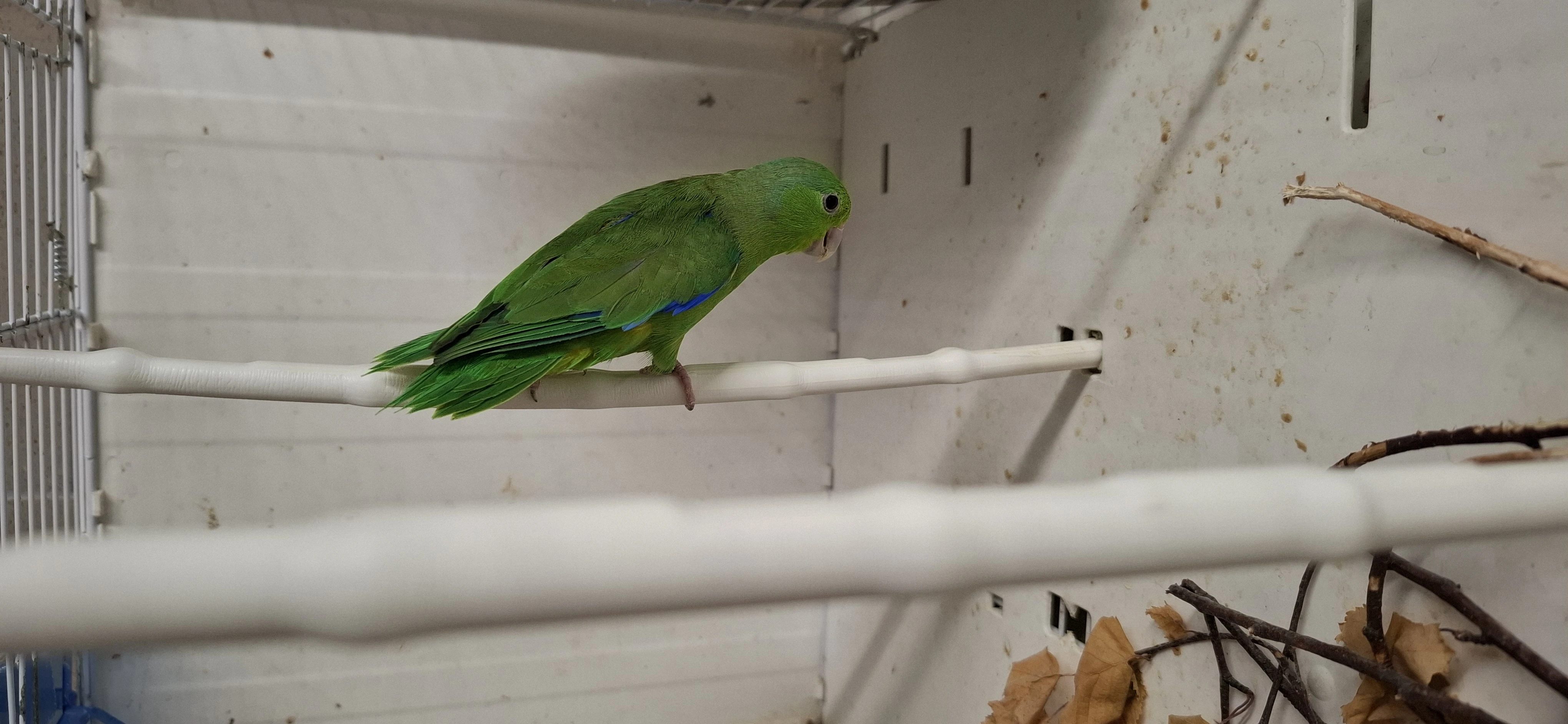 Papoušiček modrohřbetý/Forpus xanthopterigyus