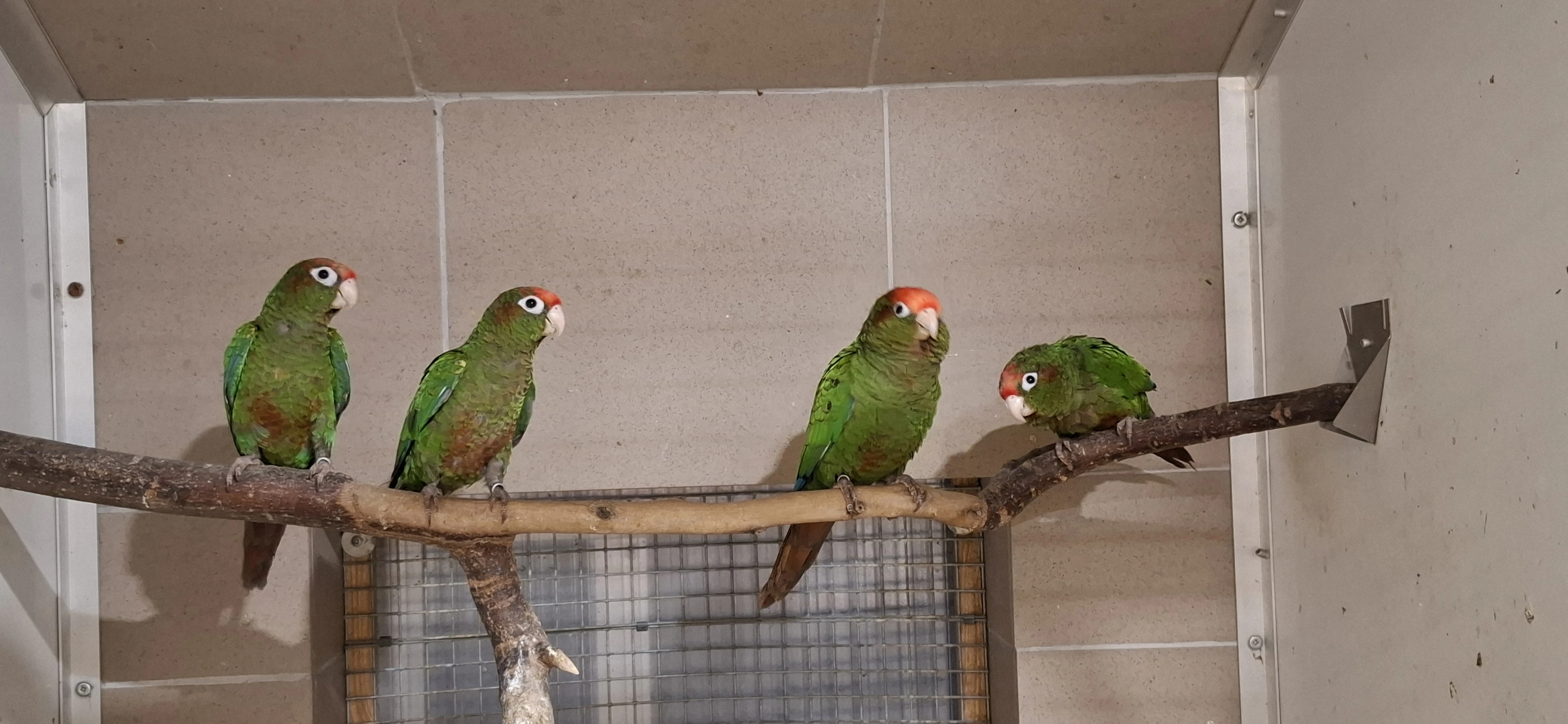 Pyrura rudohlavý/Pyrrhura rhodocephala