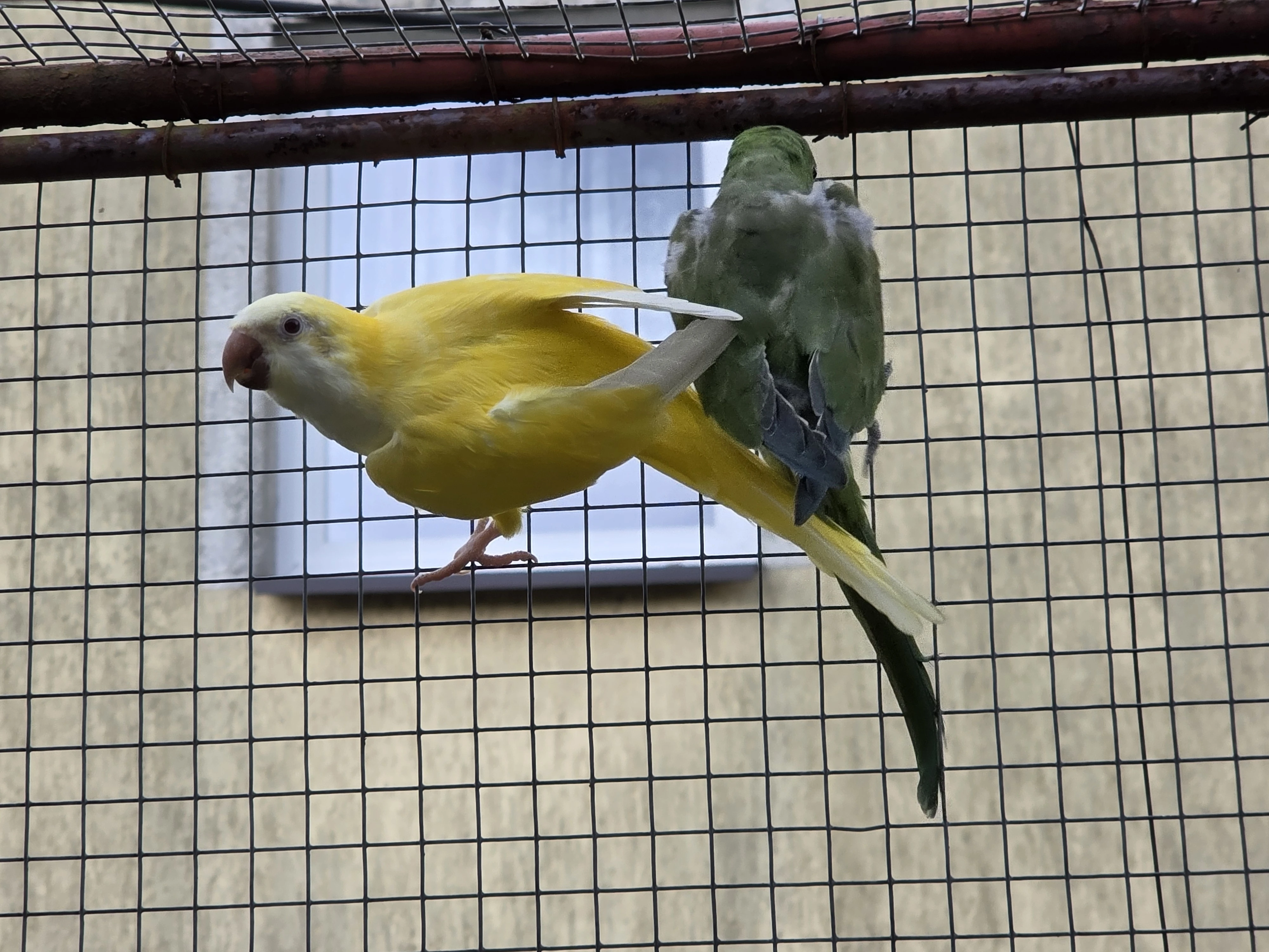 Prodám mníška šedého