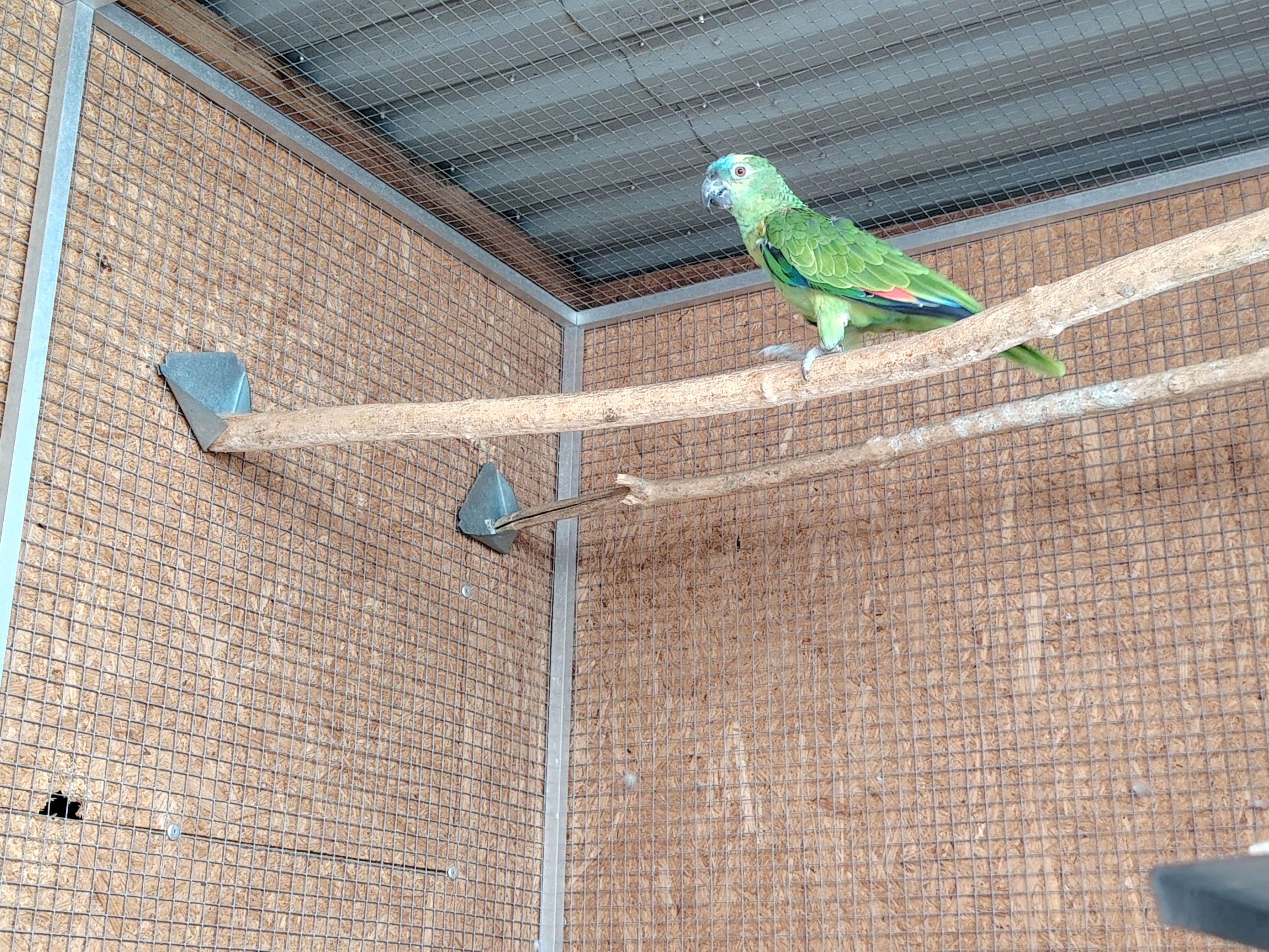 Amazoňan modročelý