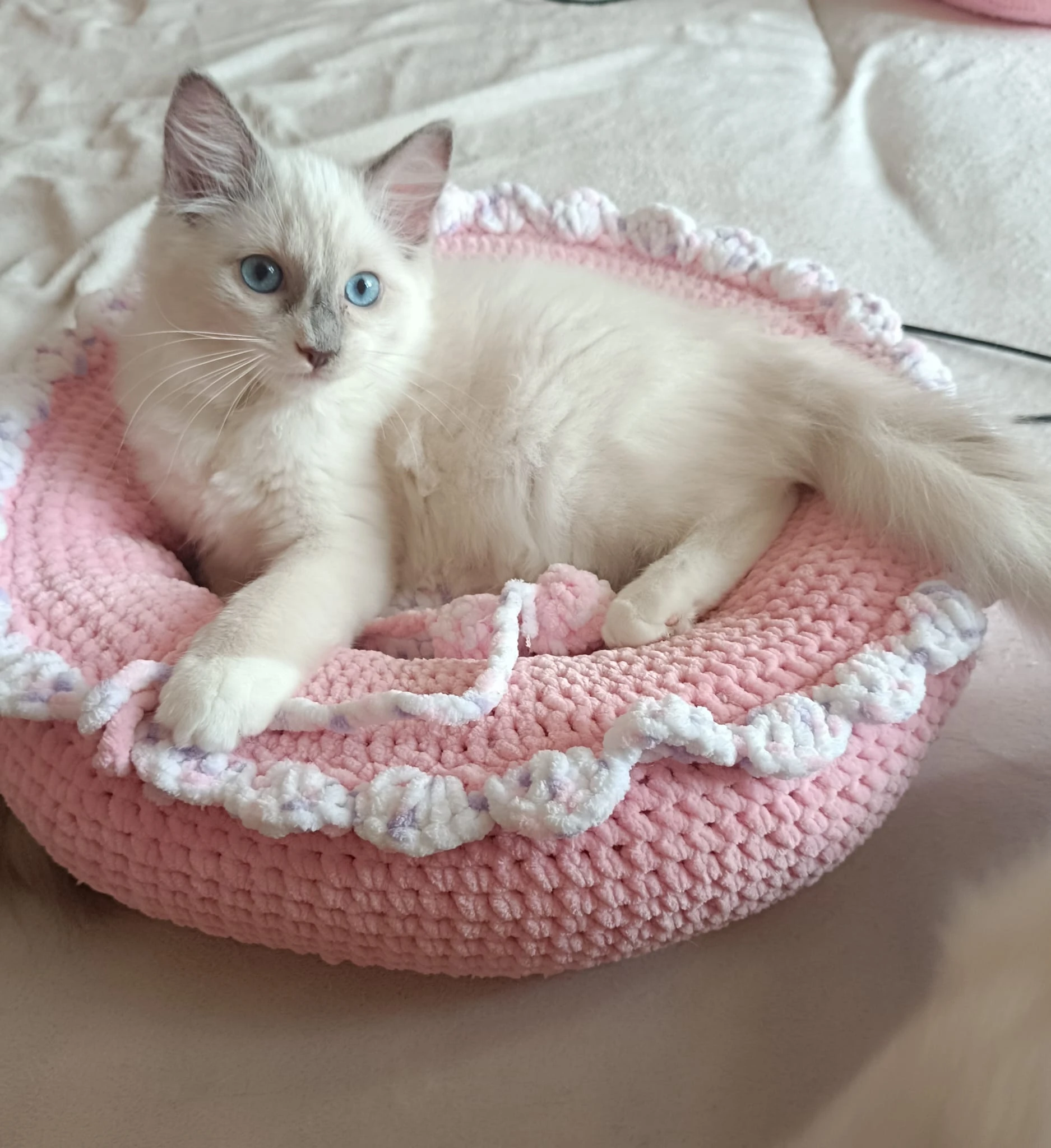 Ragdollí Koťátka s PP hledají své milující domovy