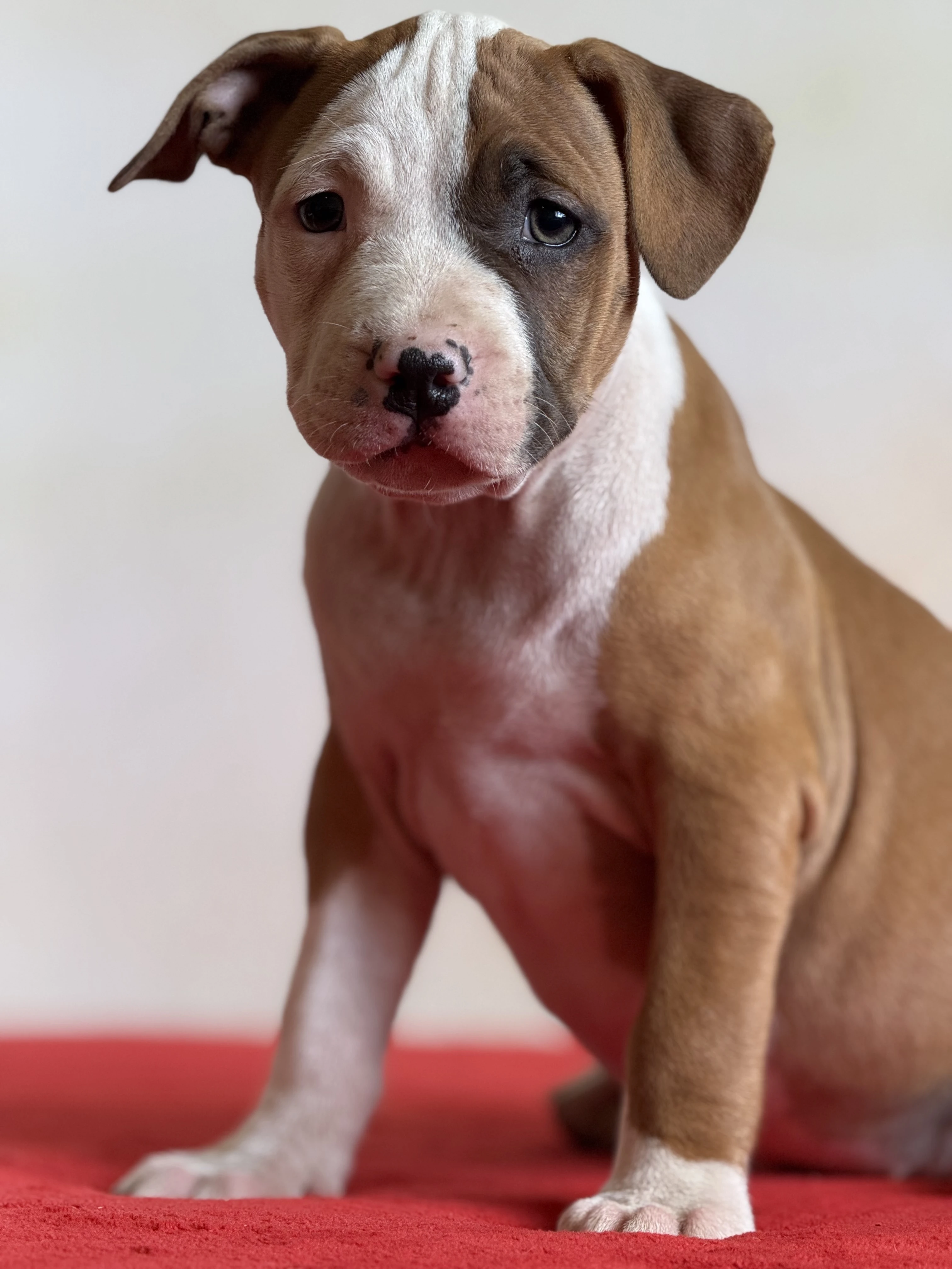 Prodám American Bully