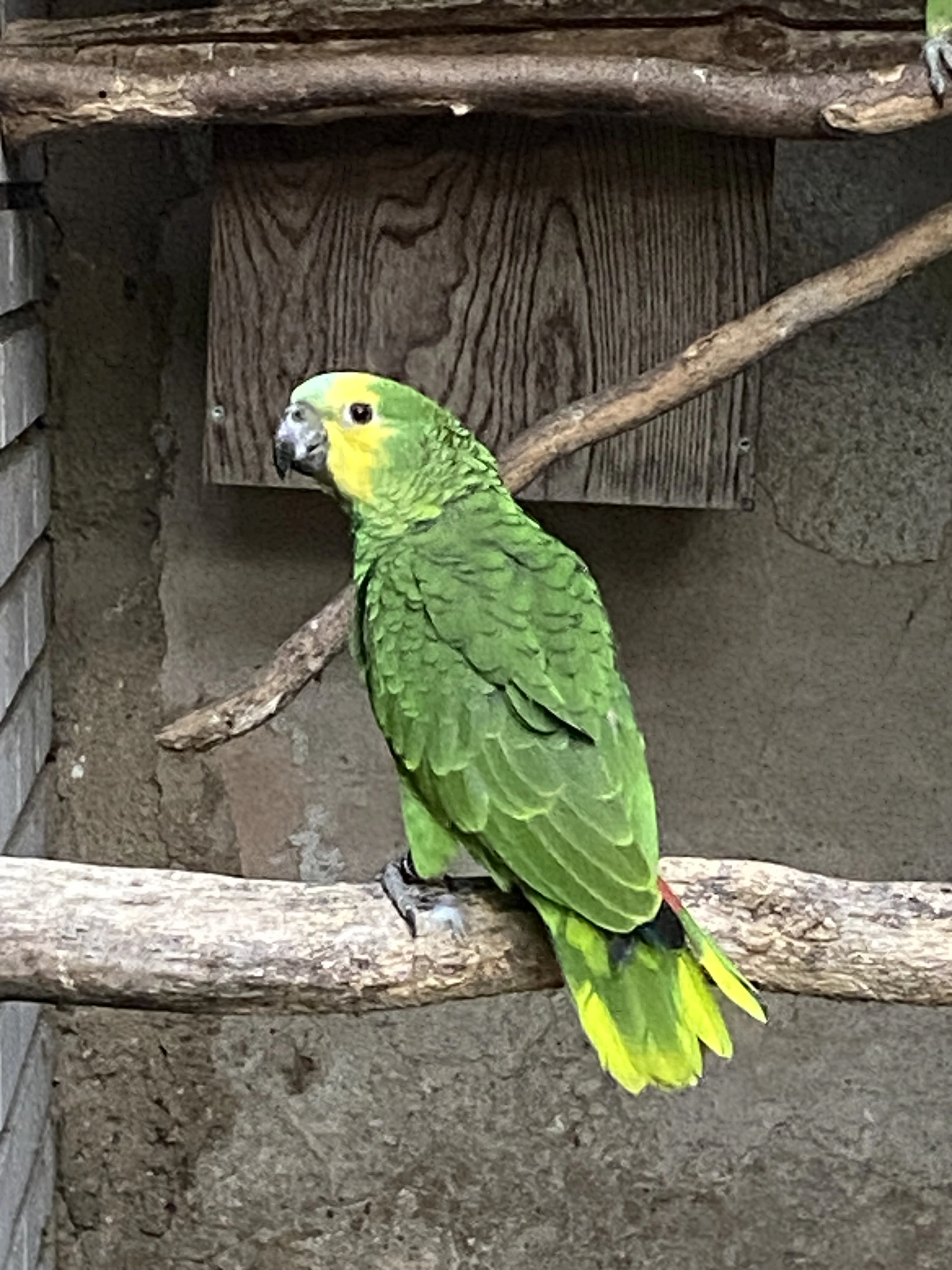 Amazoňan modročelý 1,0