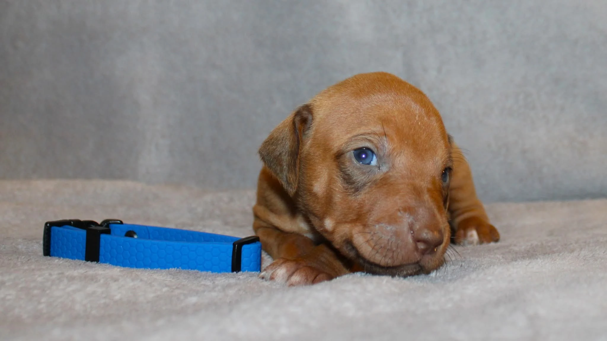 Štěňátka Rhodéského ridgebacka