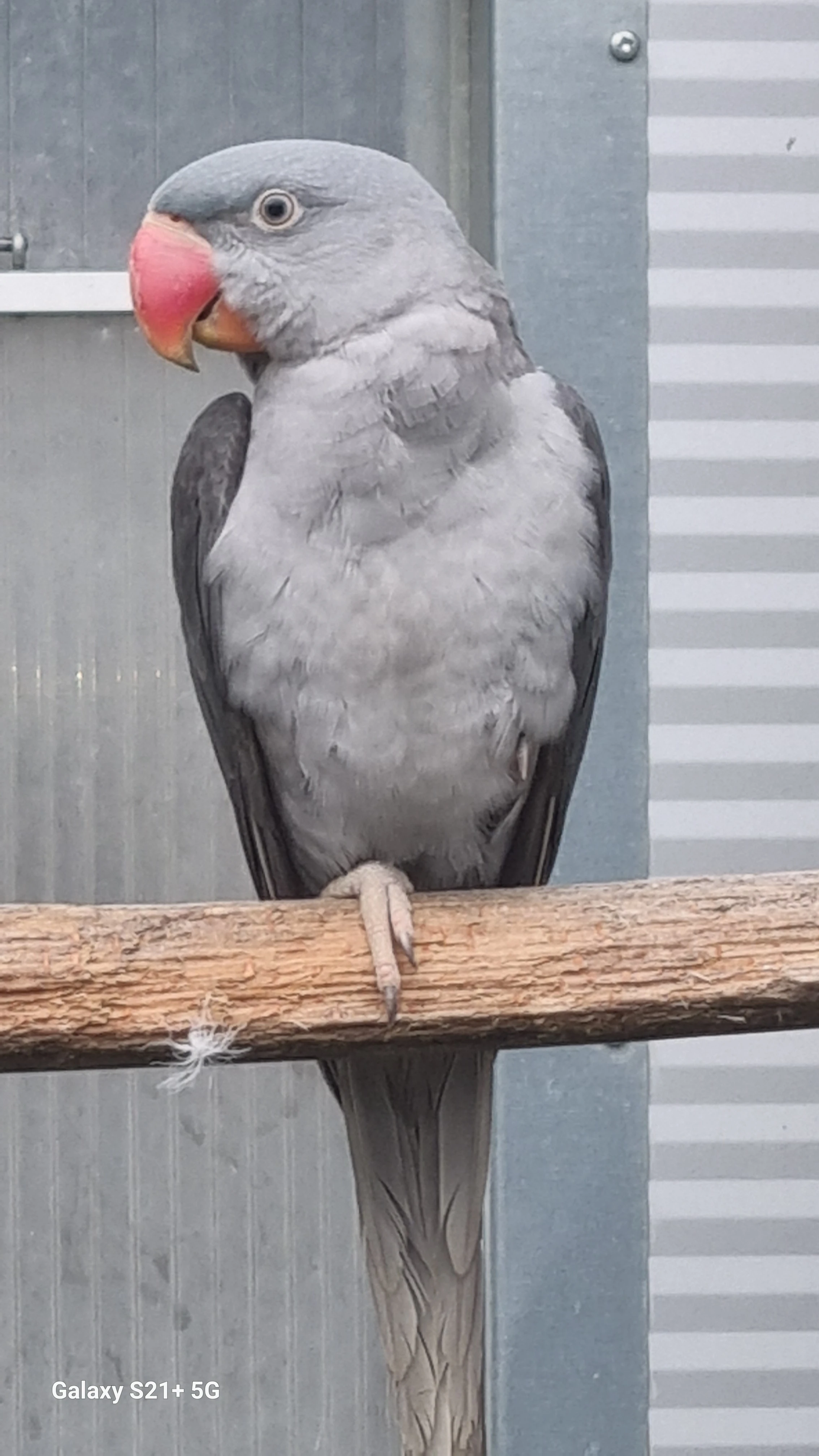 Alexandr velký dominantní šedý/ modrá//ino