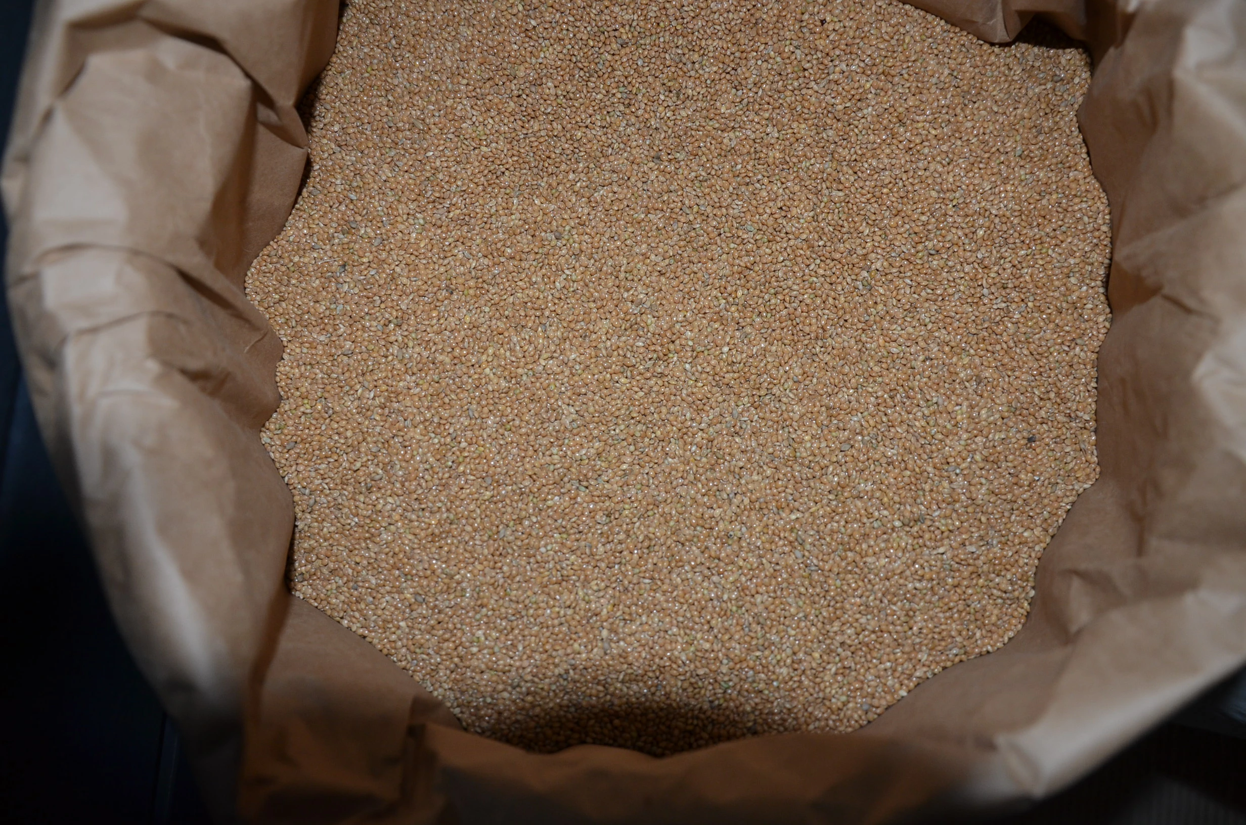 Prodám: Lesknici, Oves nahý, Proso žluté a zelené