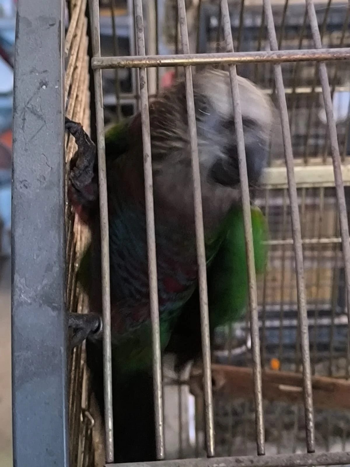 Rušení chovu -zdravotni důvody