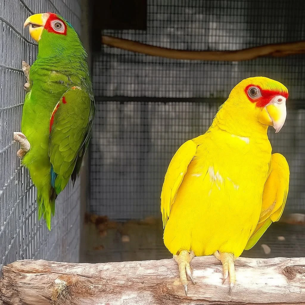 Vykoupim a prijedu az k Vam plati po cele cr
