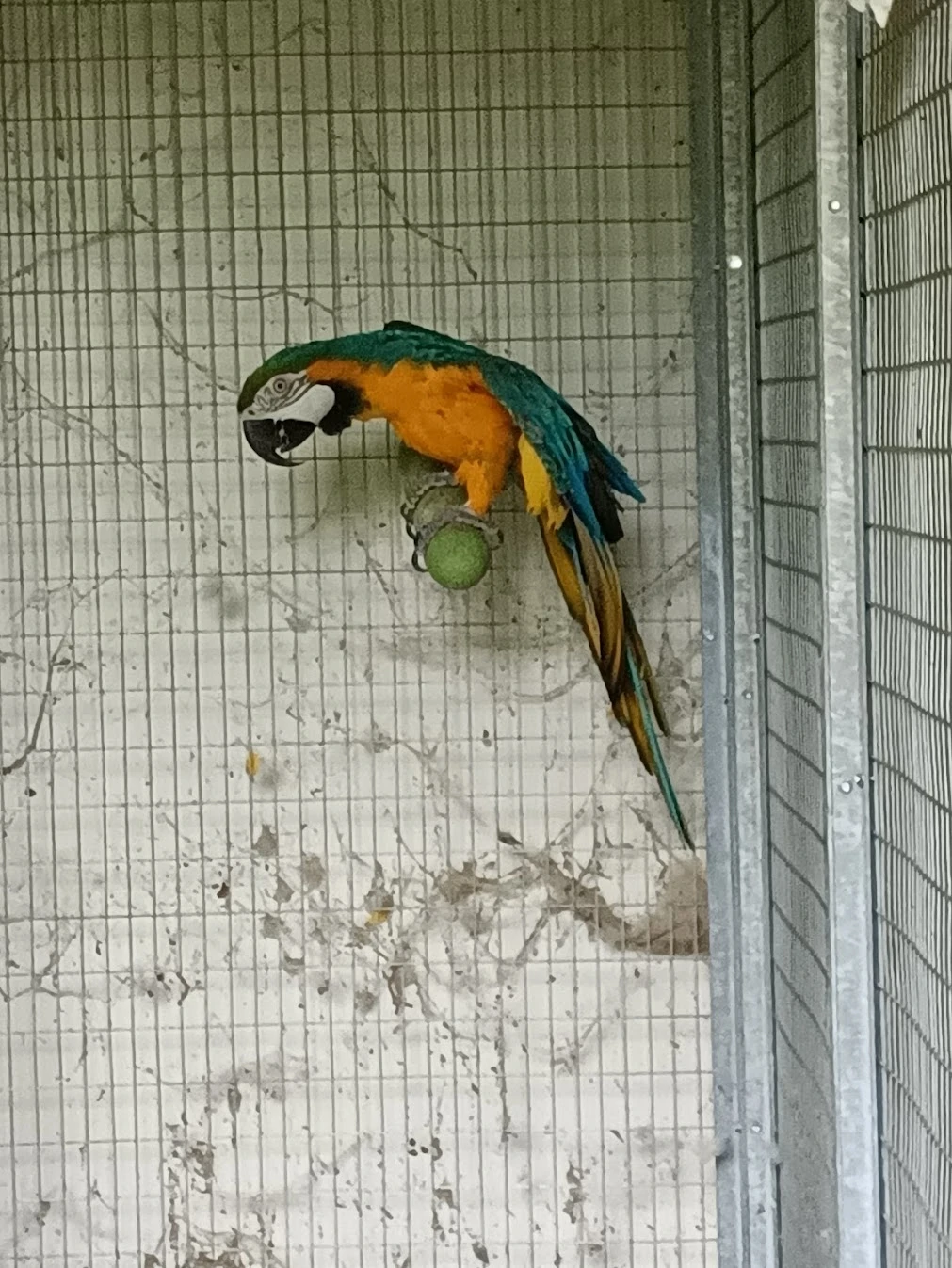 Prodám Ara ararauna