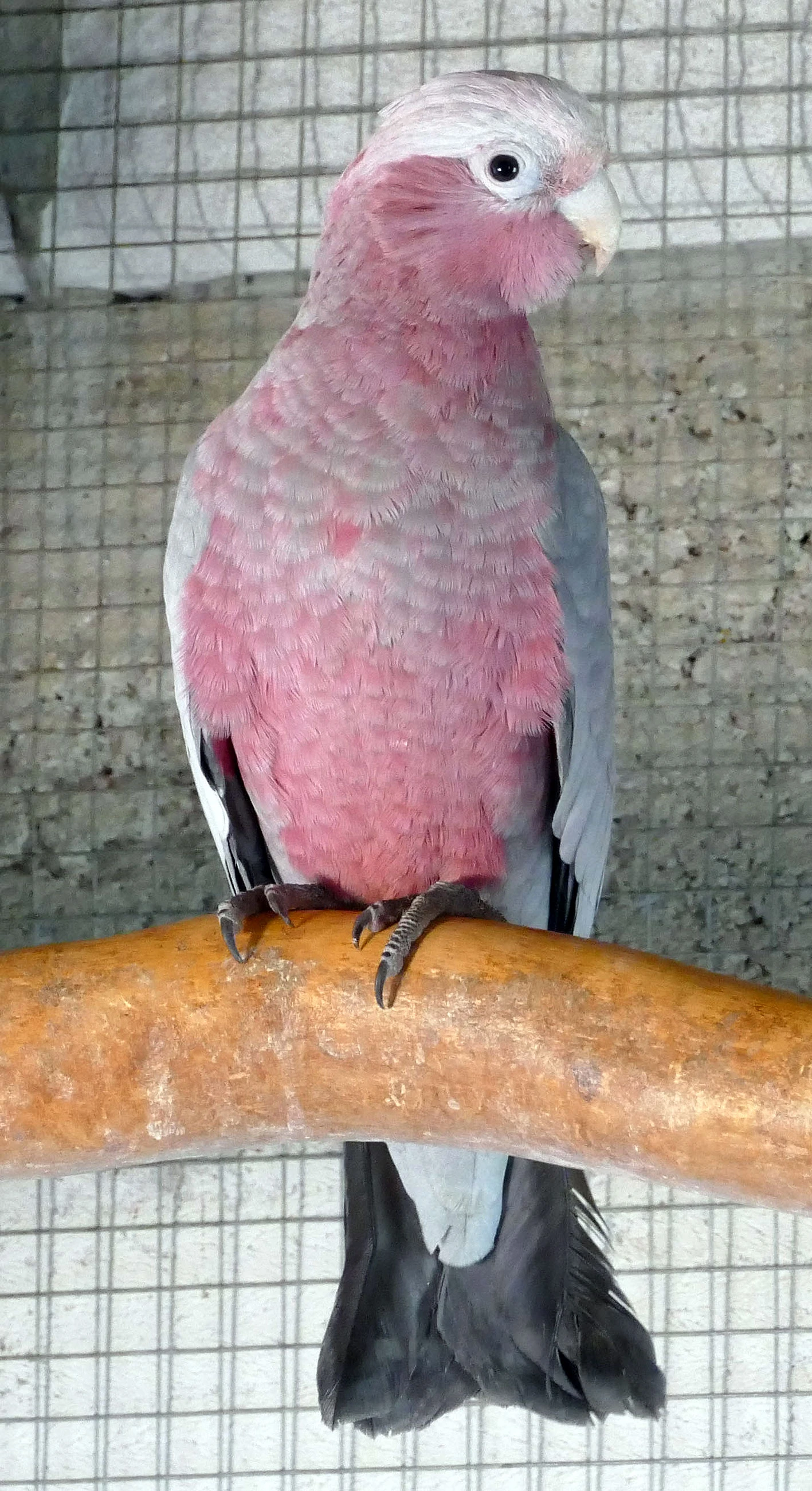 Prodám kakadu růžový