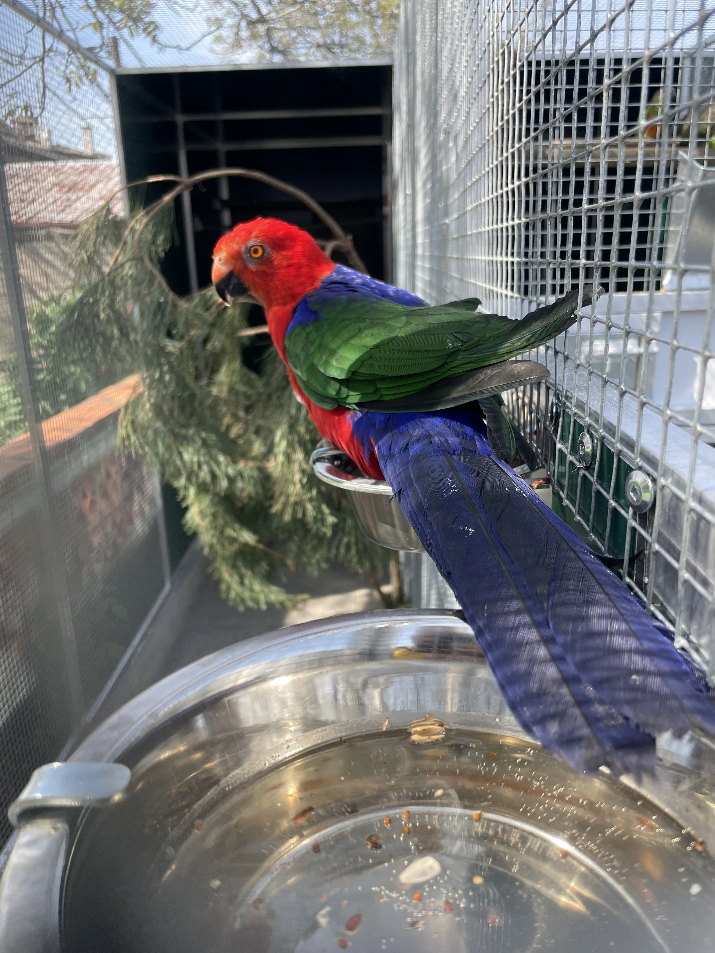 Papoušek amboinský