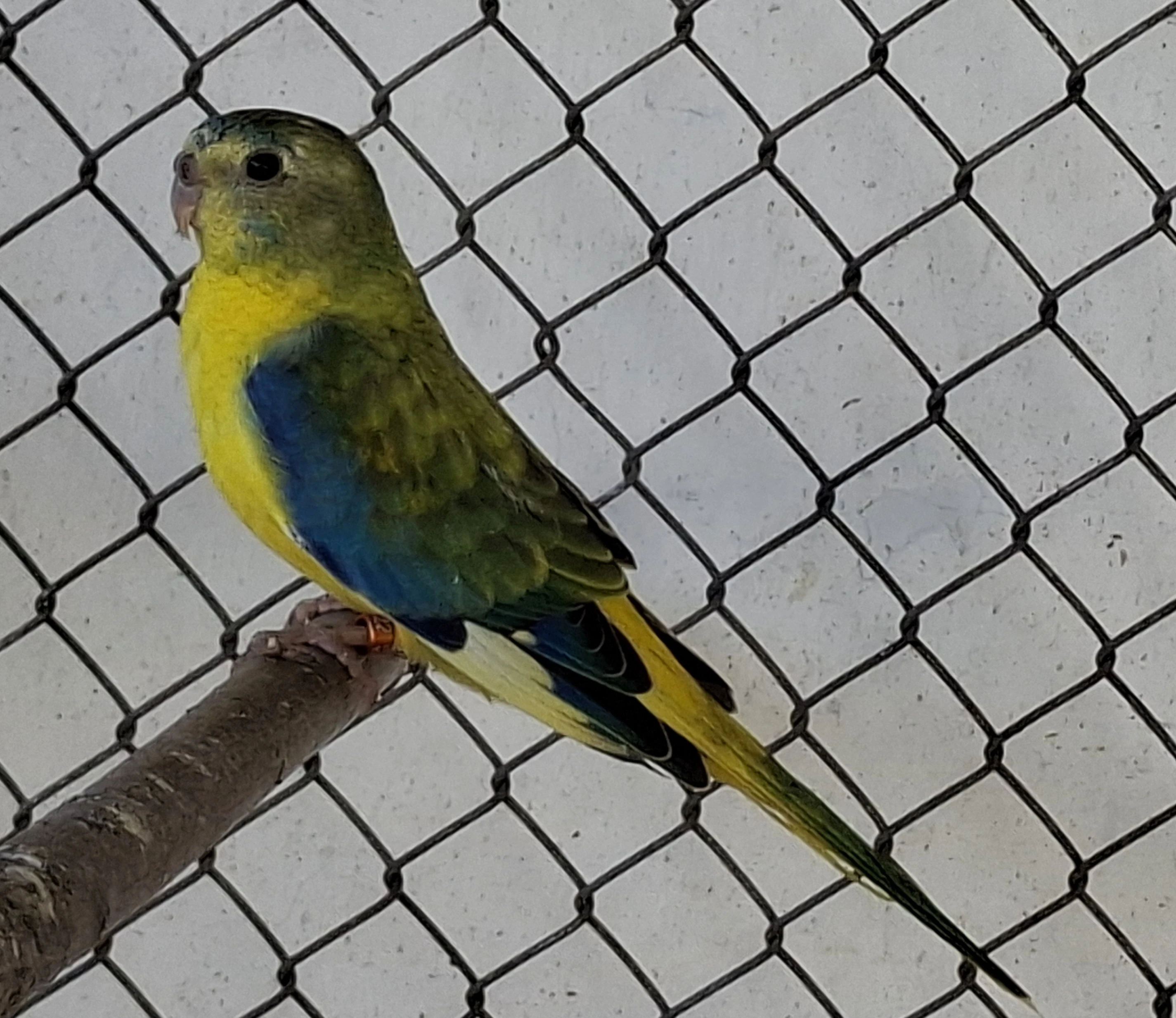 Neoféma tyrkysová žltobruchý opalín