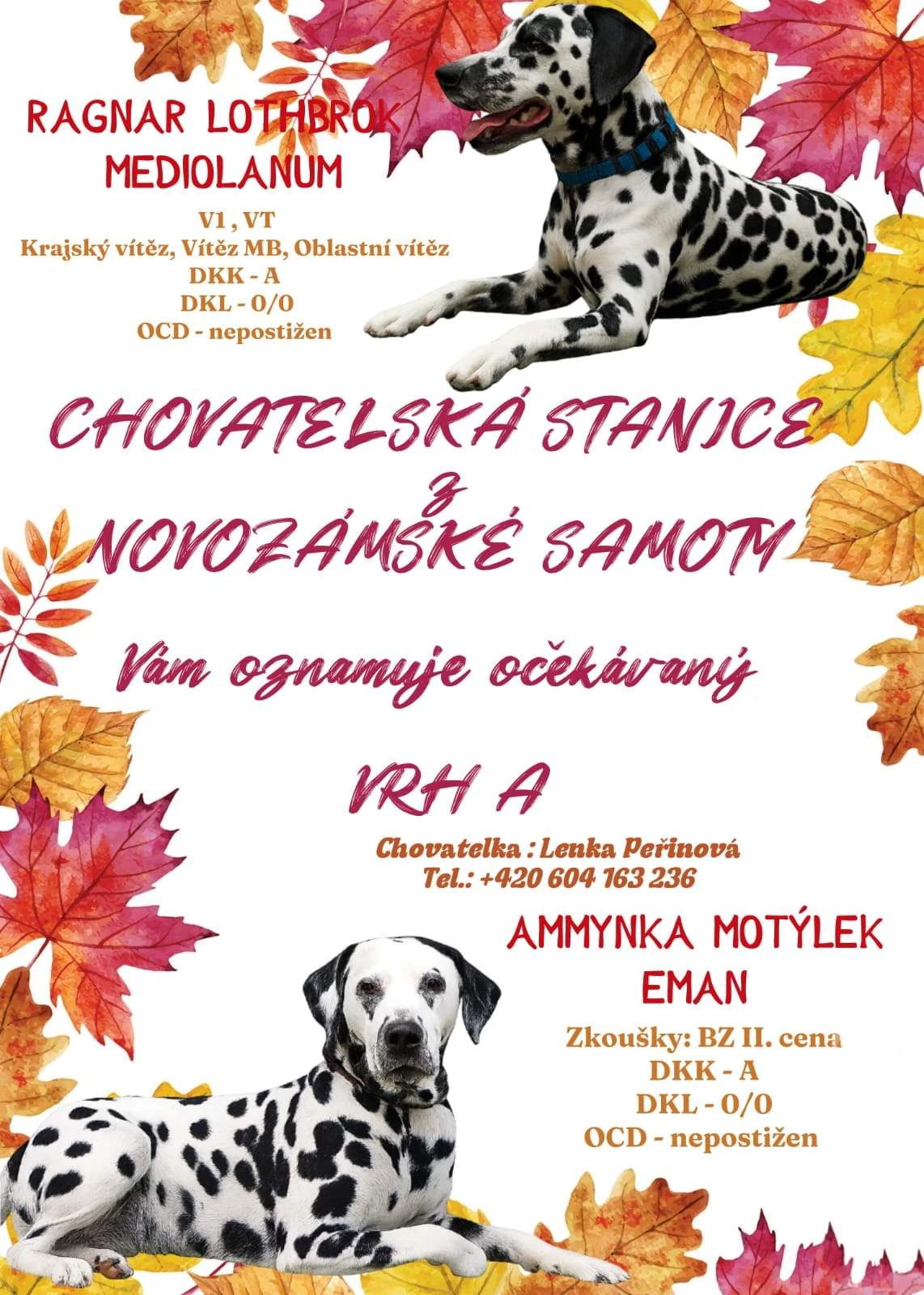 Štěňata Dalmatinů