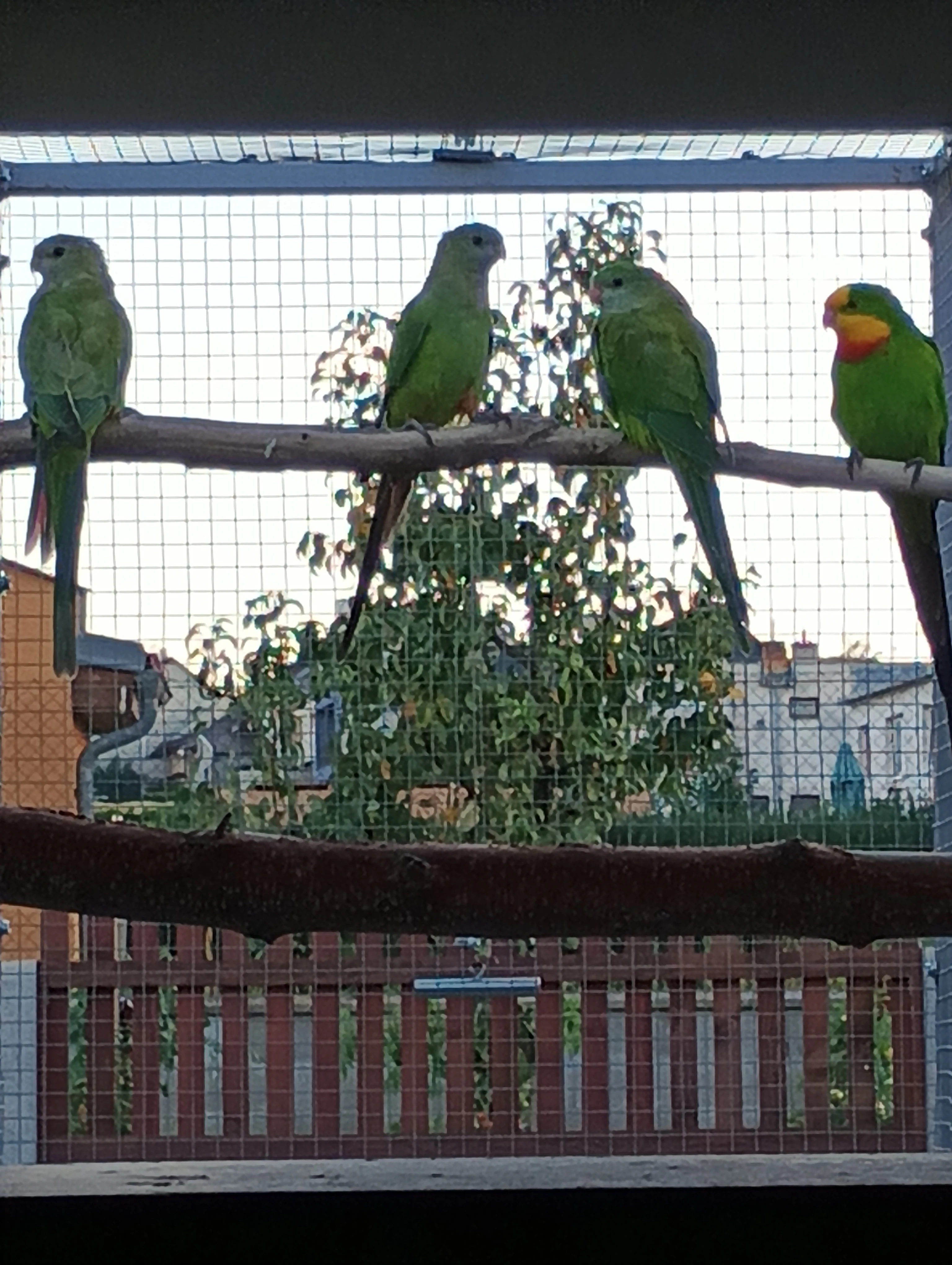 Papoušek nádherný