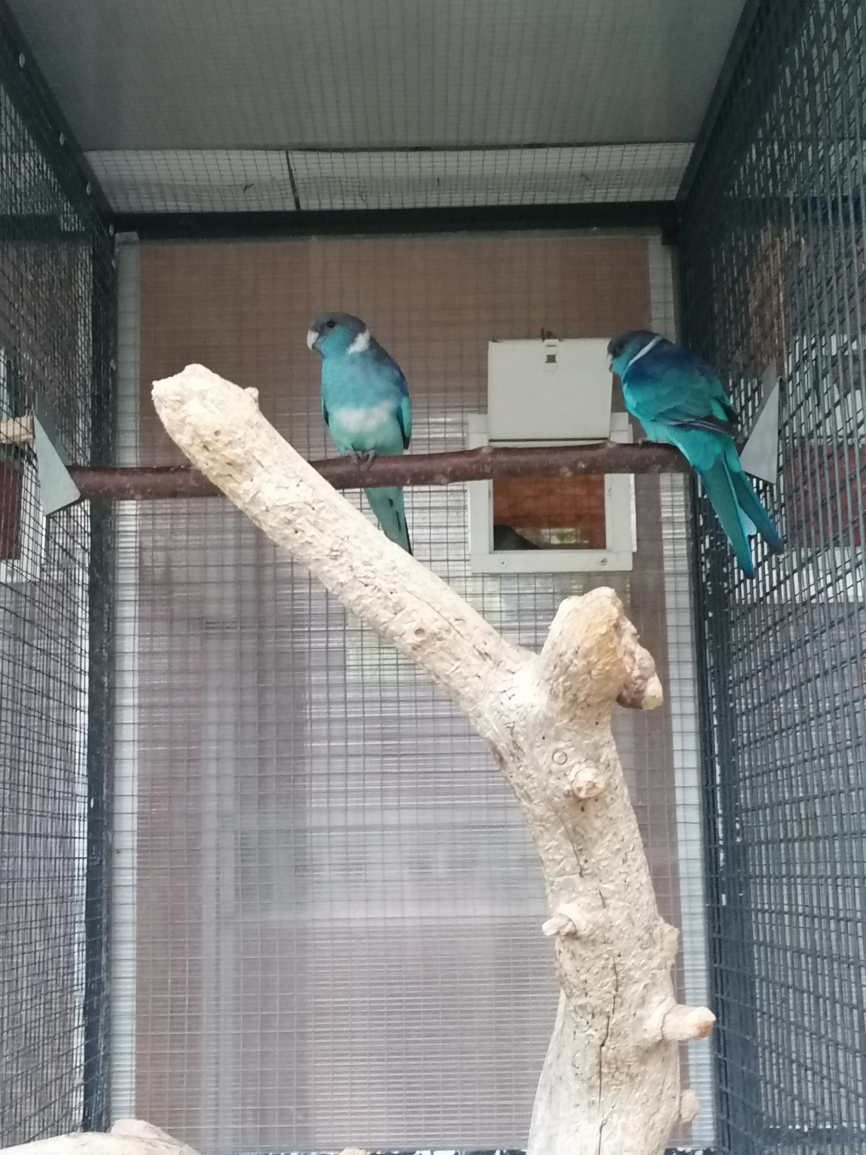 Barnard červenočelý modrý