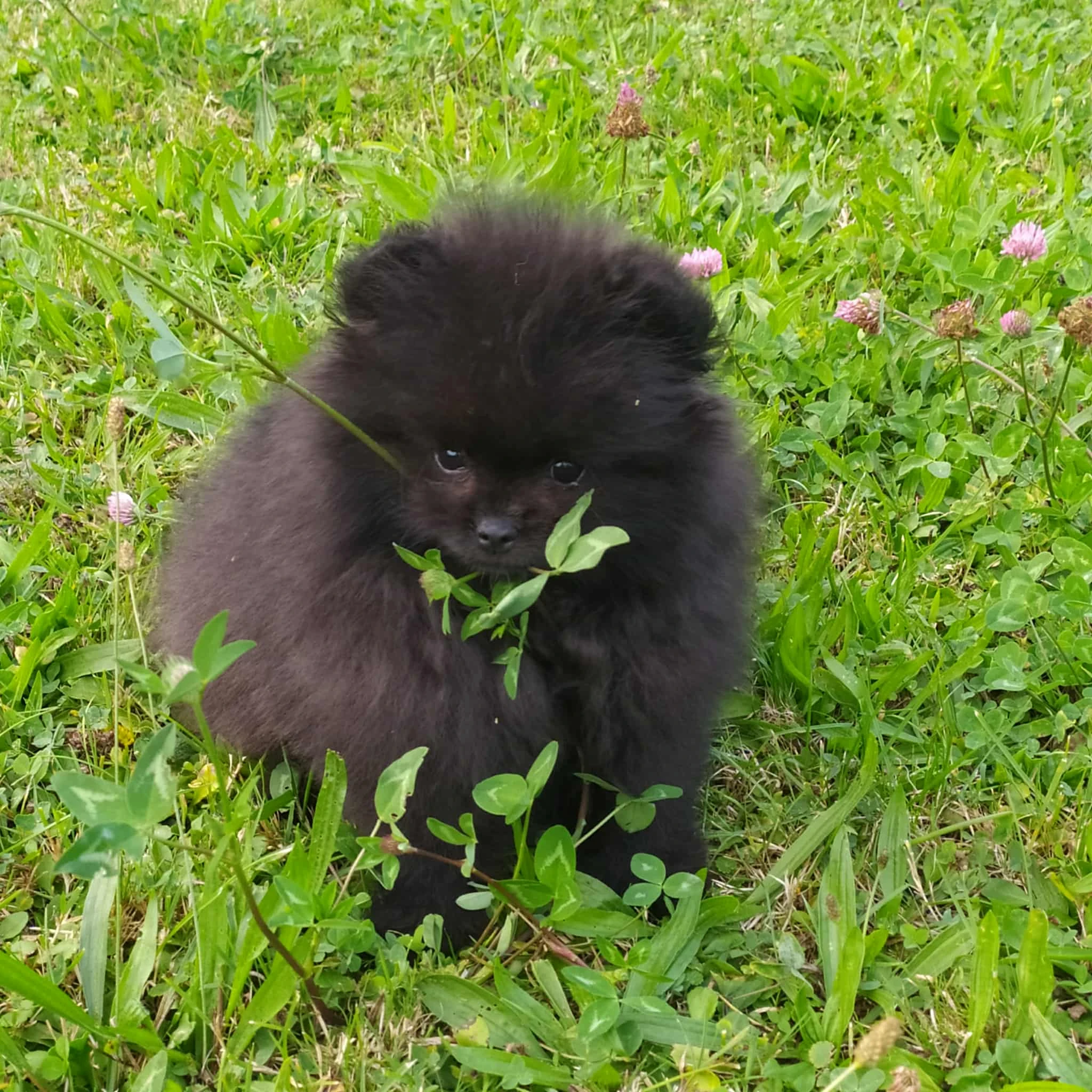 Německý špic malý