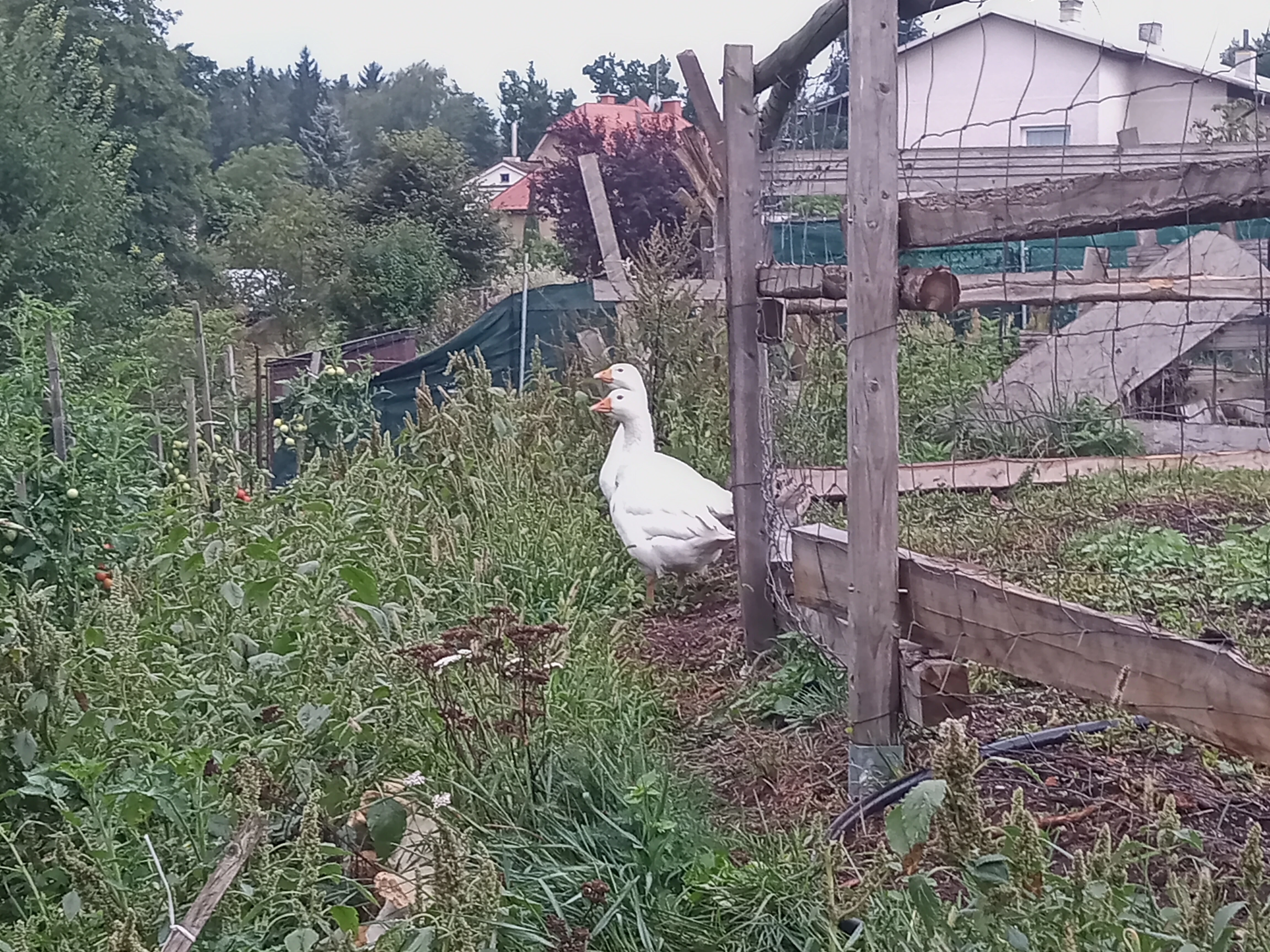 Prodám husy české - skupina