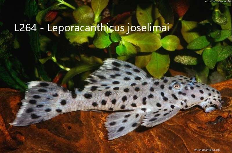 L-sumci, krunýřovci - odchovy