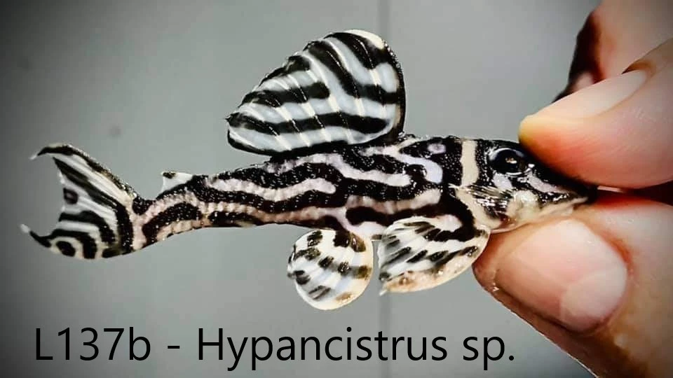 L-sumci, krunýřovci - odchovy