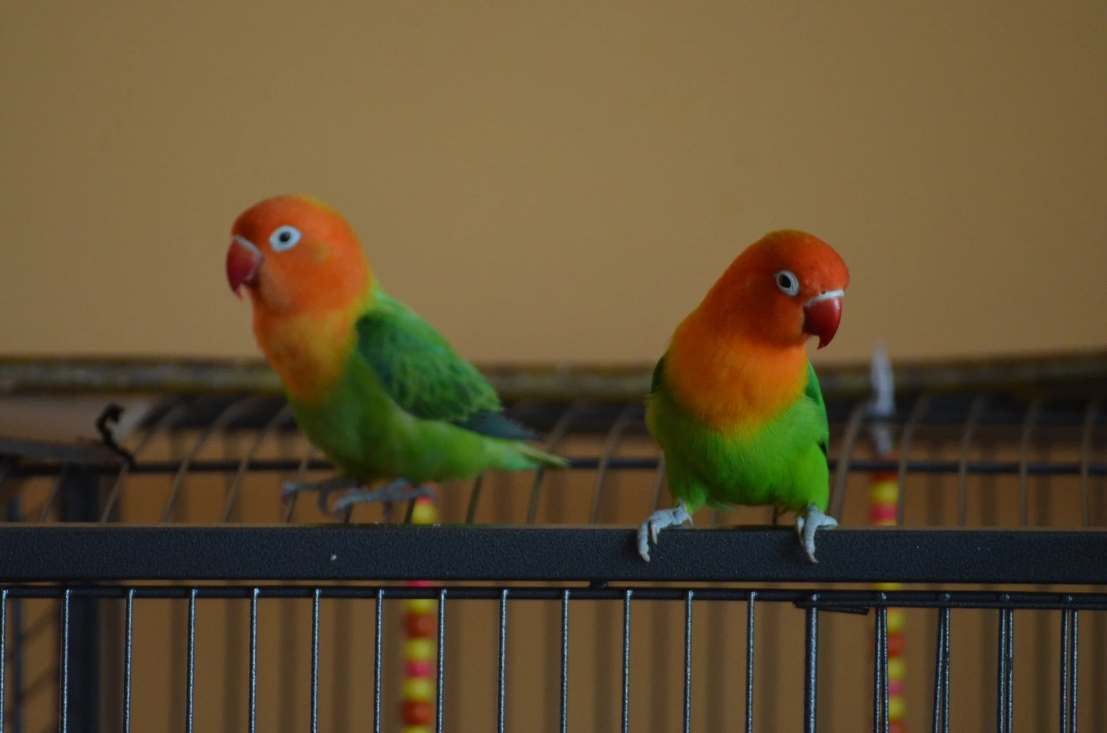 Prodám 2 letošní papoušky Agapornis Fischeri Opalín