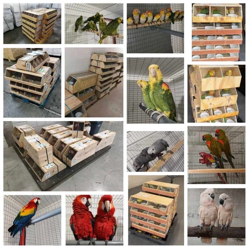 Vykoupím mníšky, amazonky,žaky a jiné