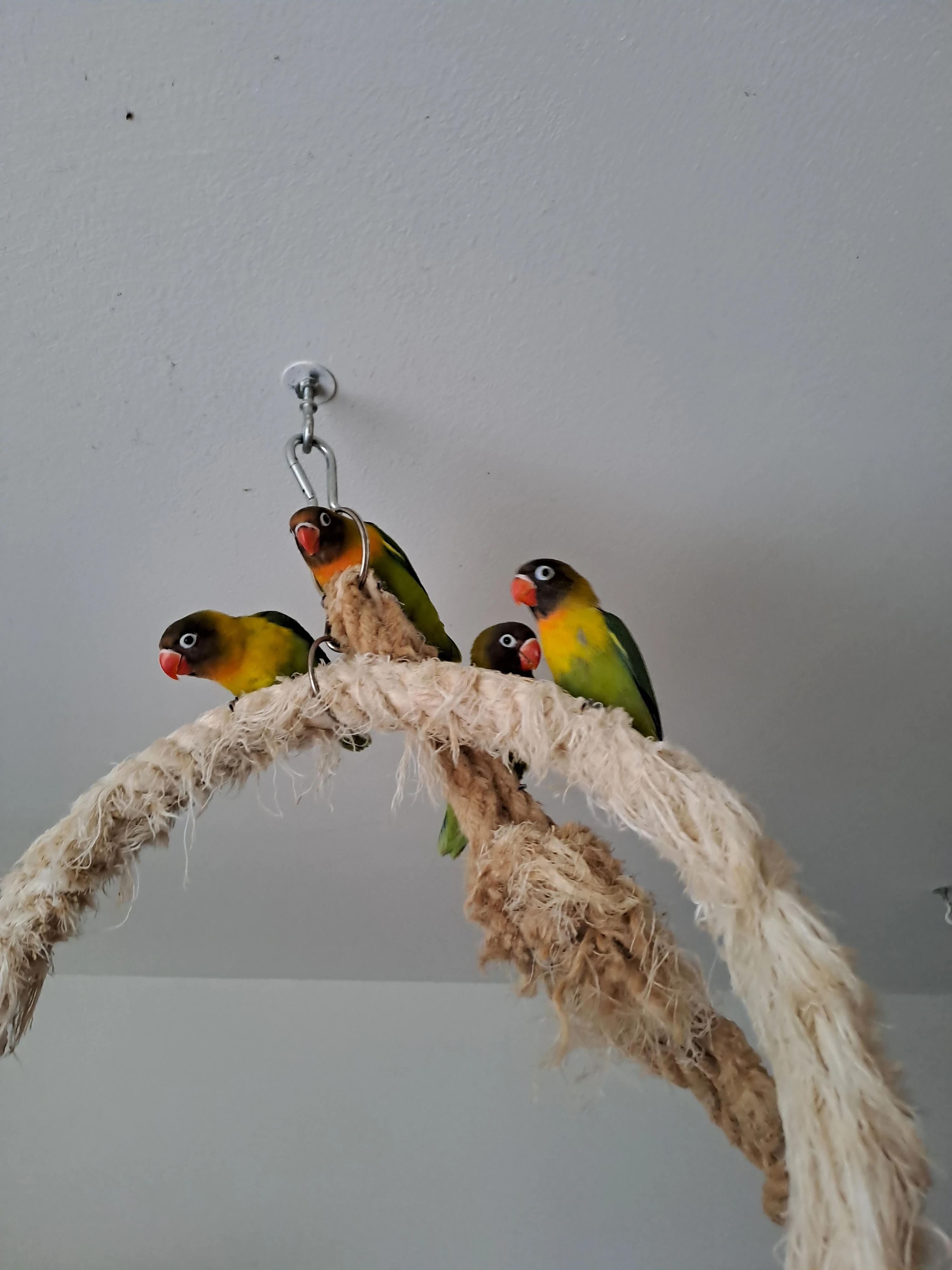 Agapornis fishery,škraboškový