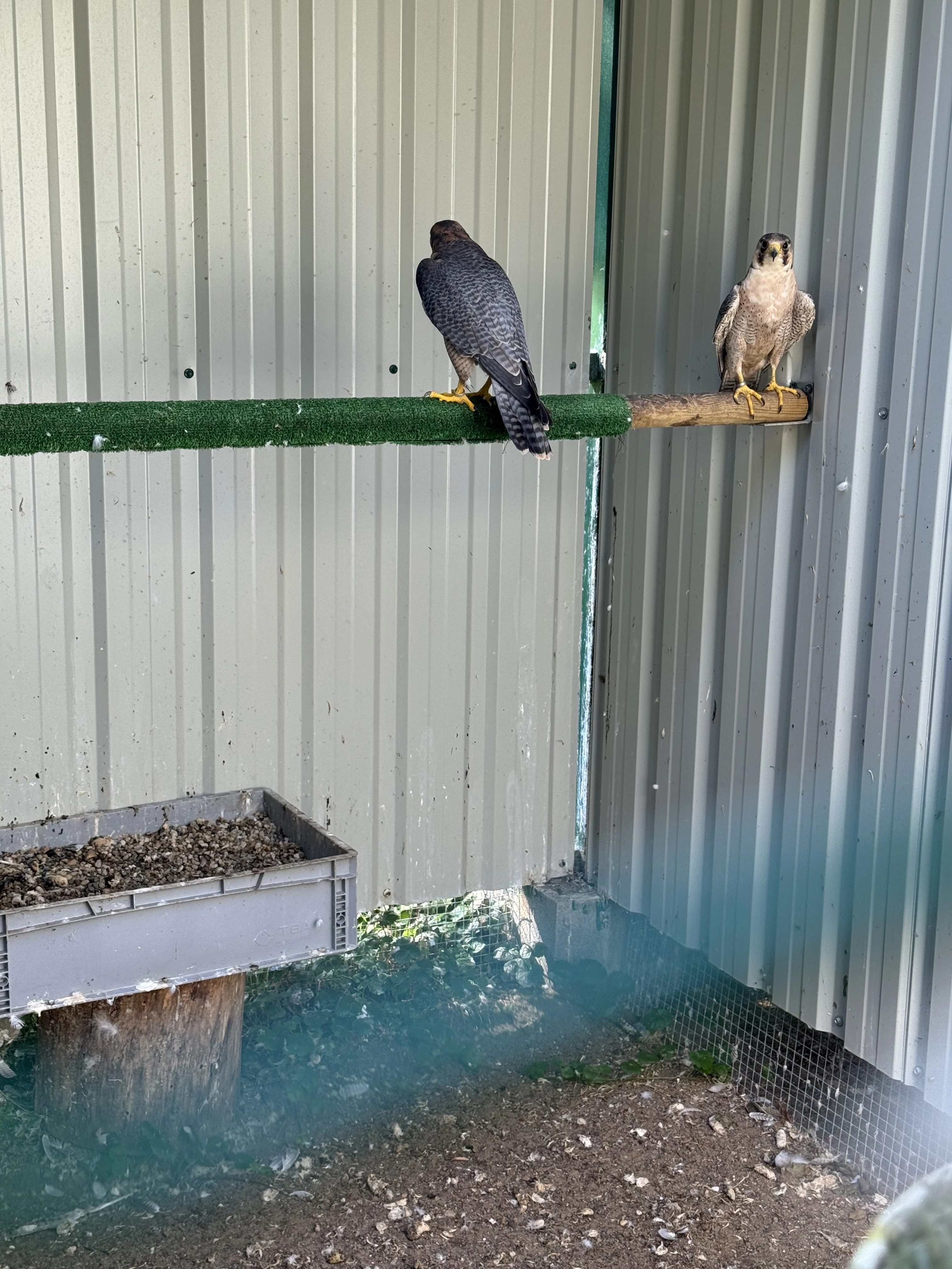 Sokol Šahin / falco peregrinoides babilonicus / 3x chovny par, 1x samica