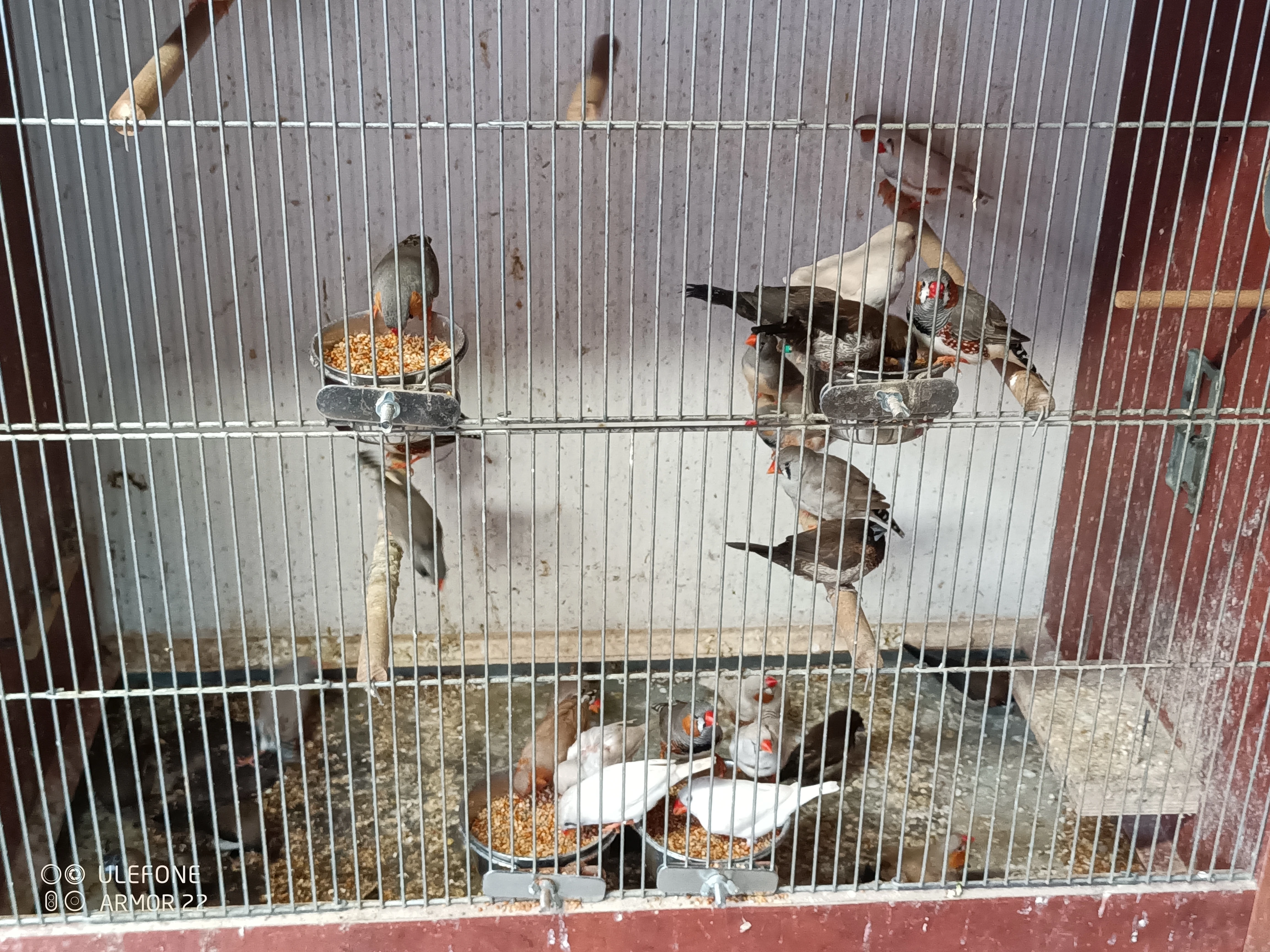 Zebřičky chůvičky