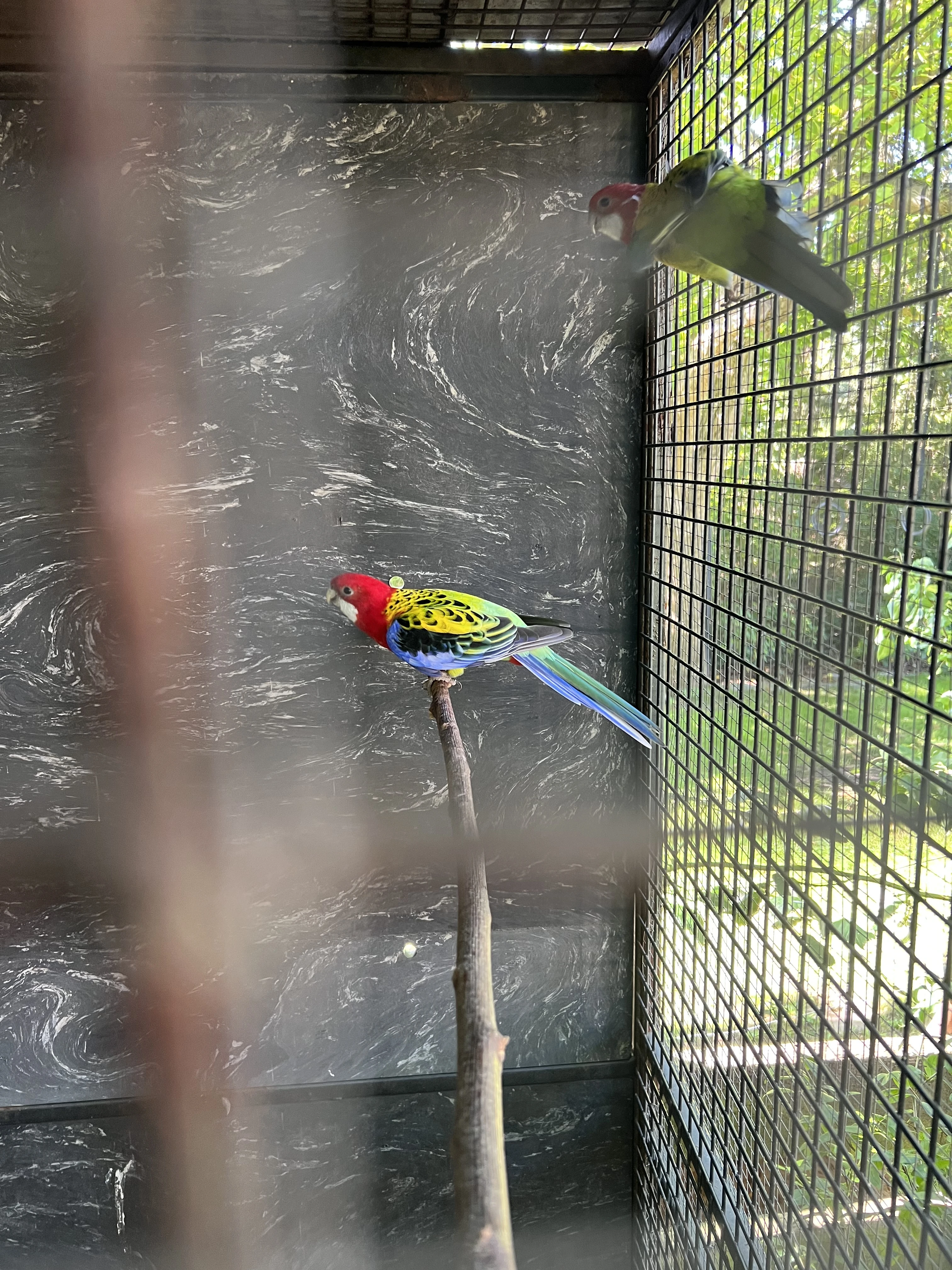 2x Rosela,2x andulka a 3korela