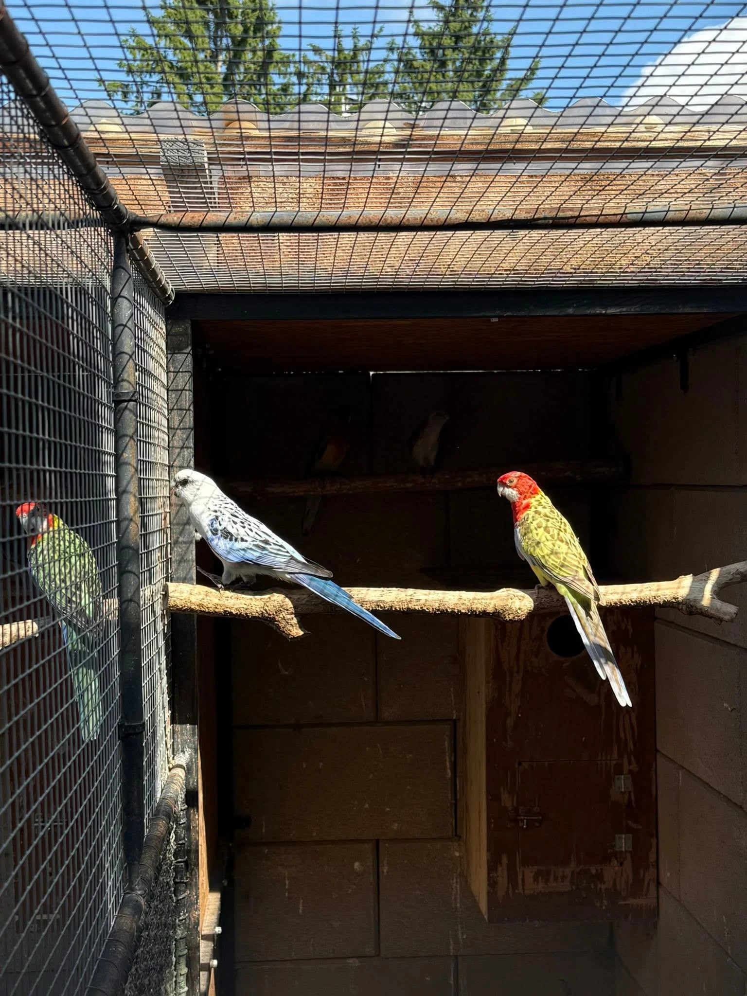 Rosela pestra mutacie - Modra/ step modre / step modrecierne