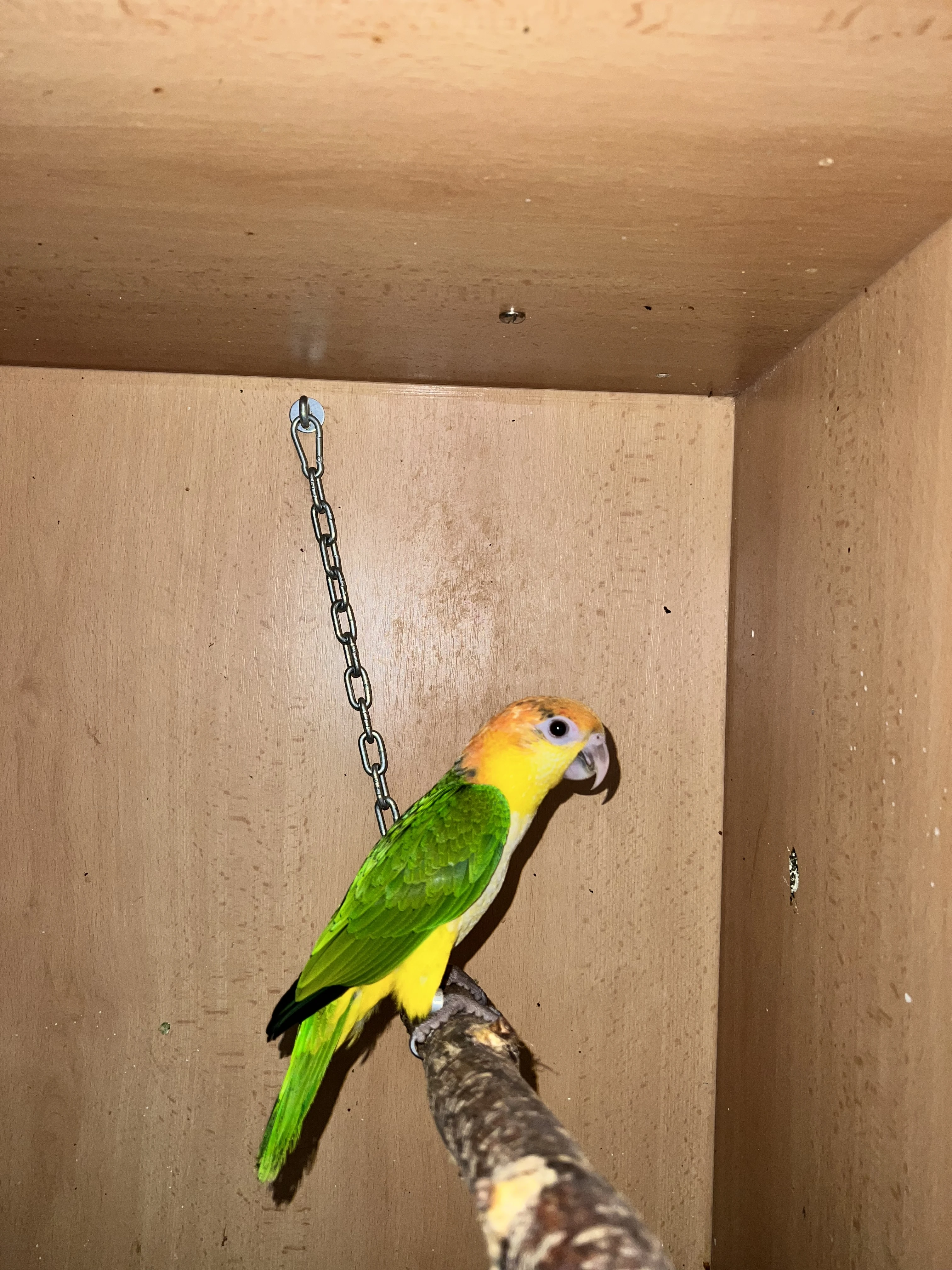 Amazonek bělobřichý