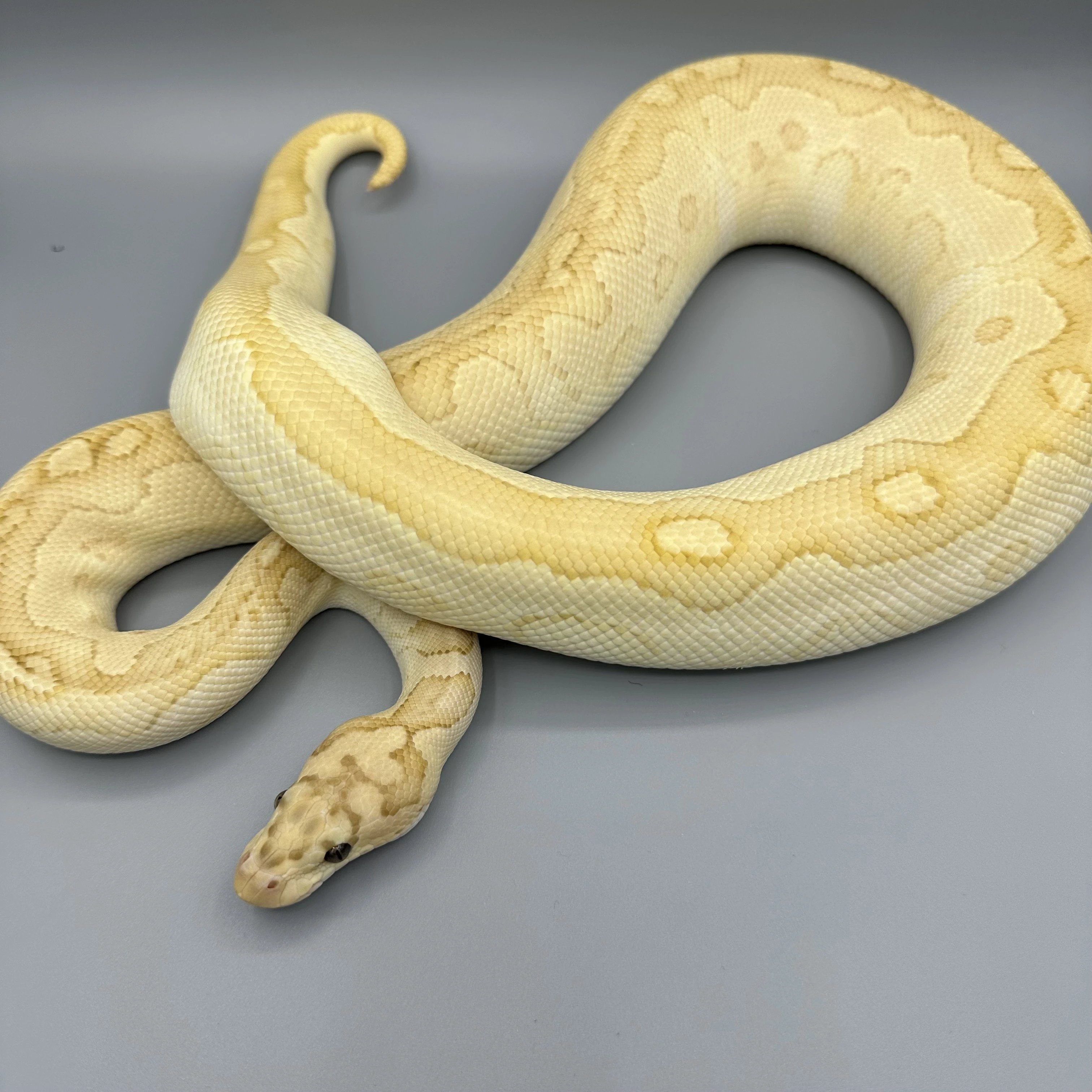 Krajta Královská python regius