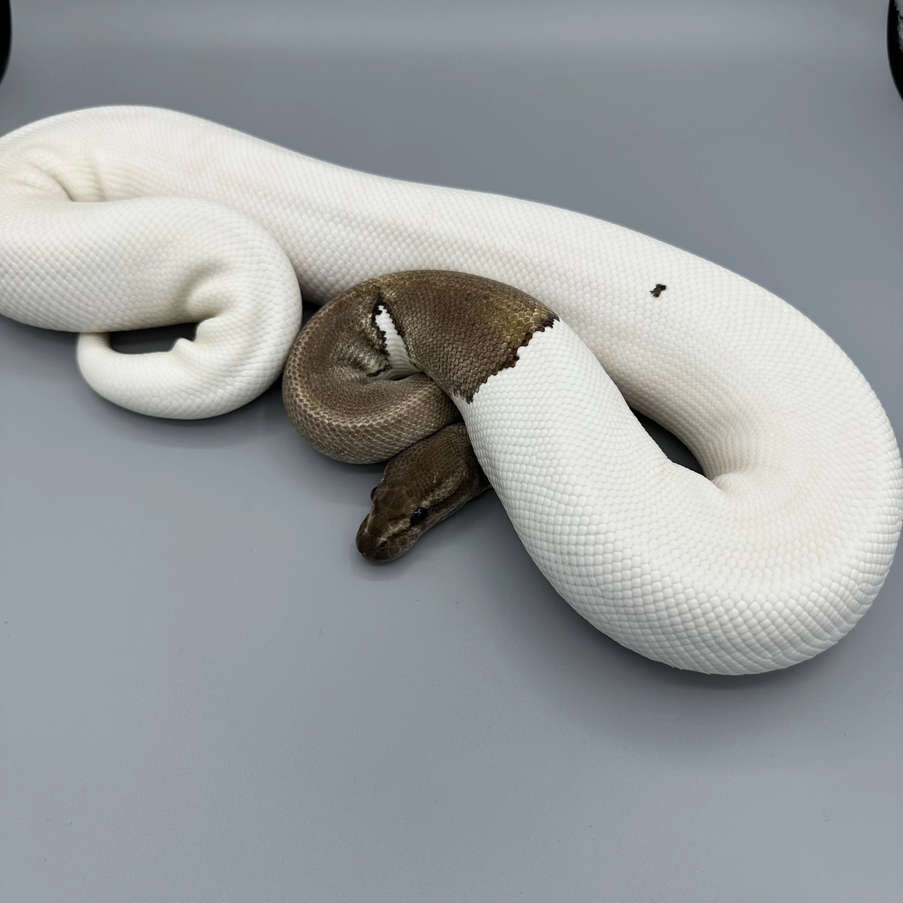 Krajta Královská python regius