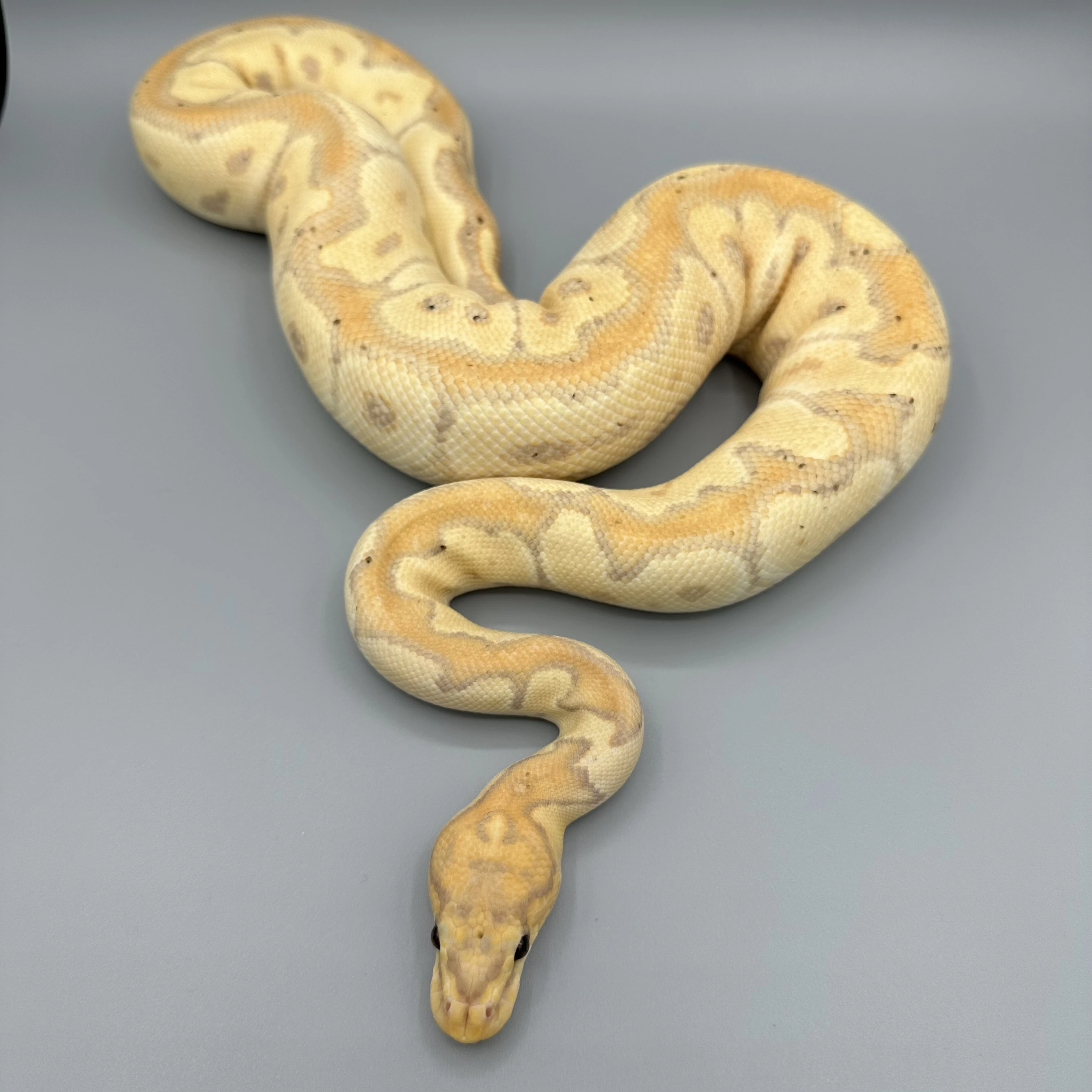 Krajta Královská python regius