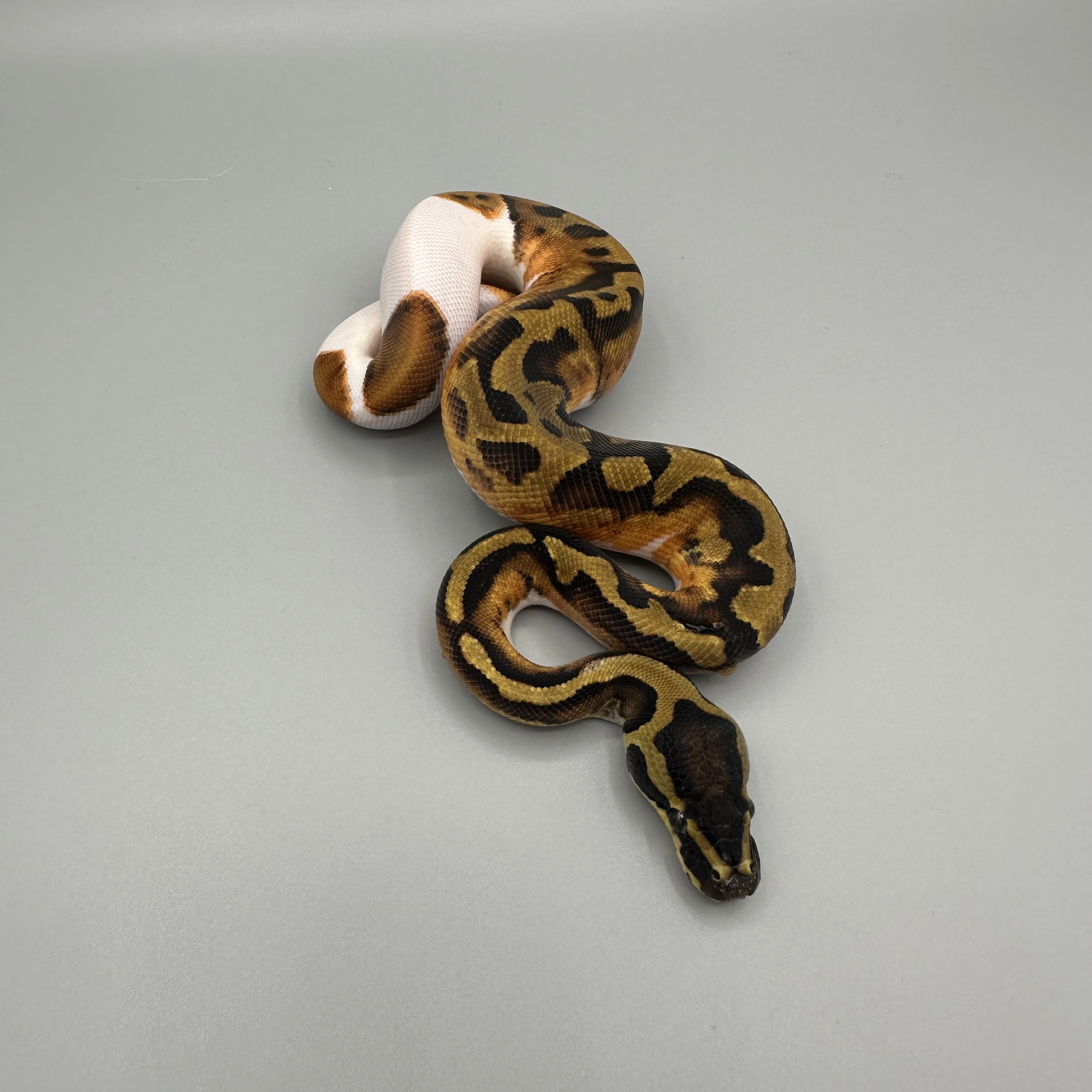 Krajta Královská python regius