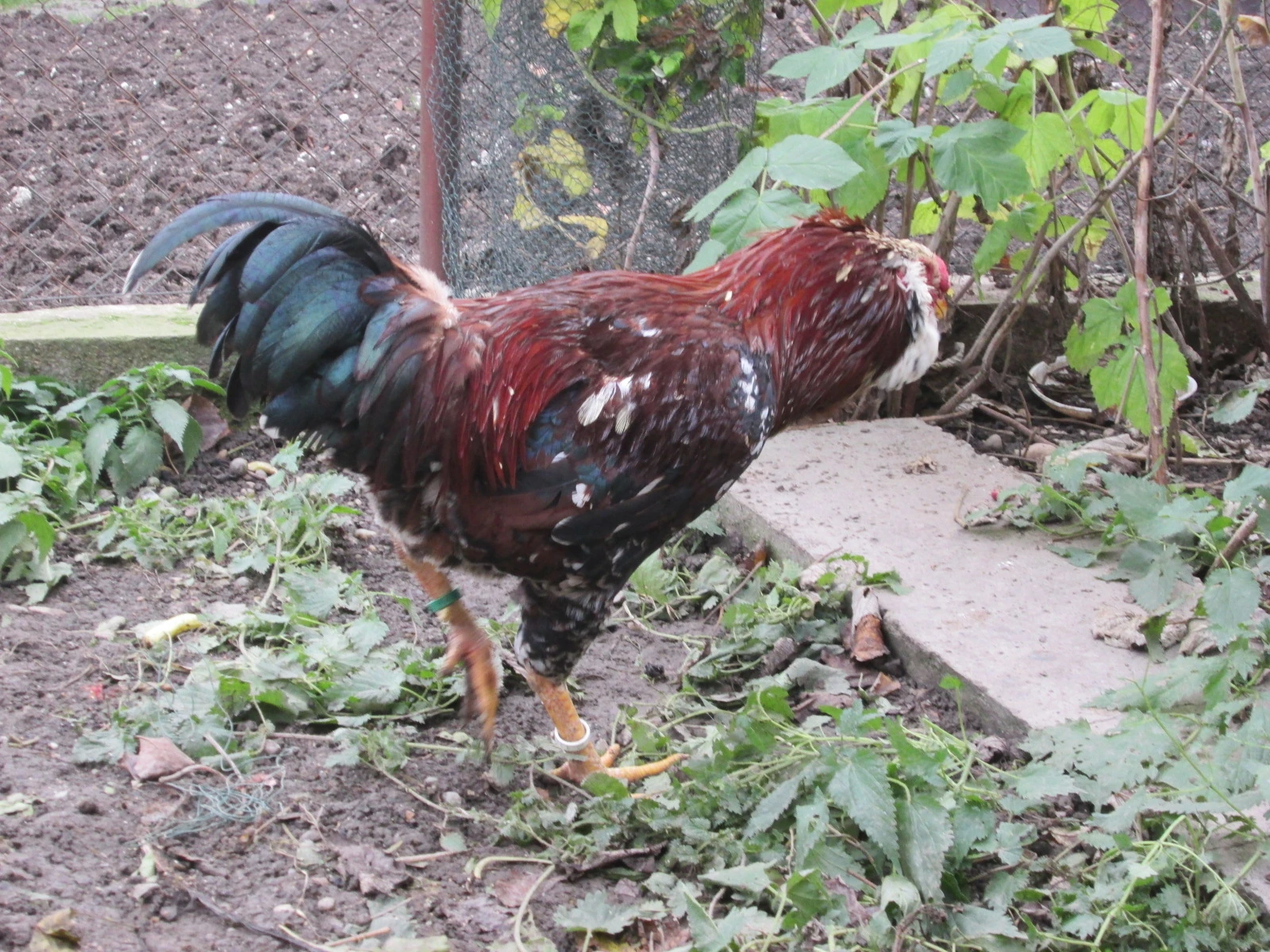 Kúpim kohúta orlovky pestrej