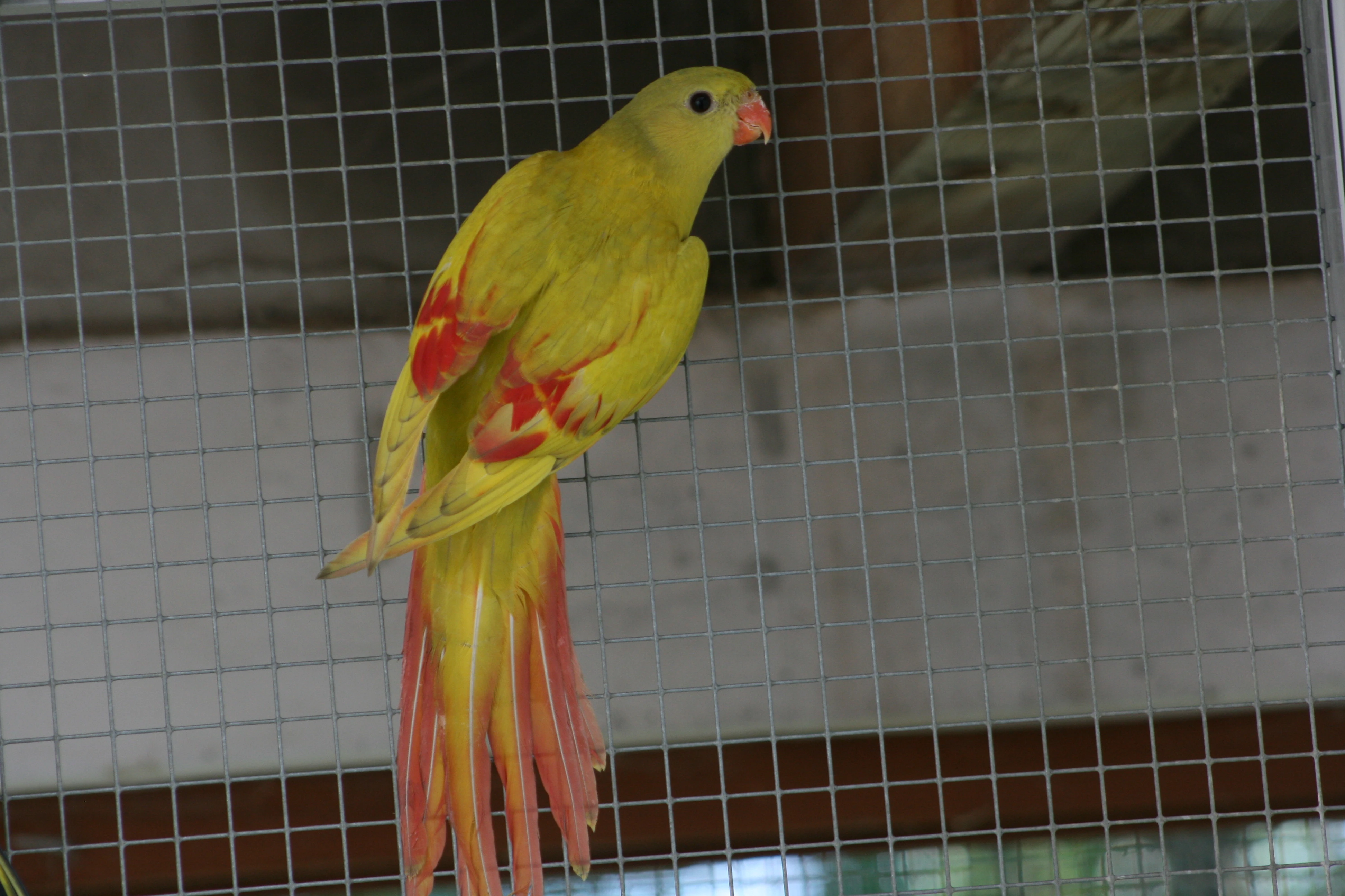 Papoušek horský žlutý lemovaný